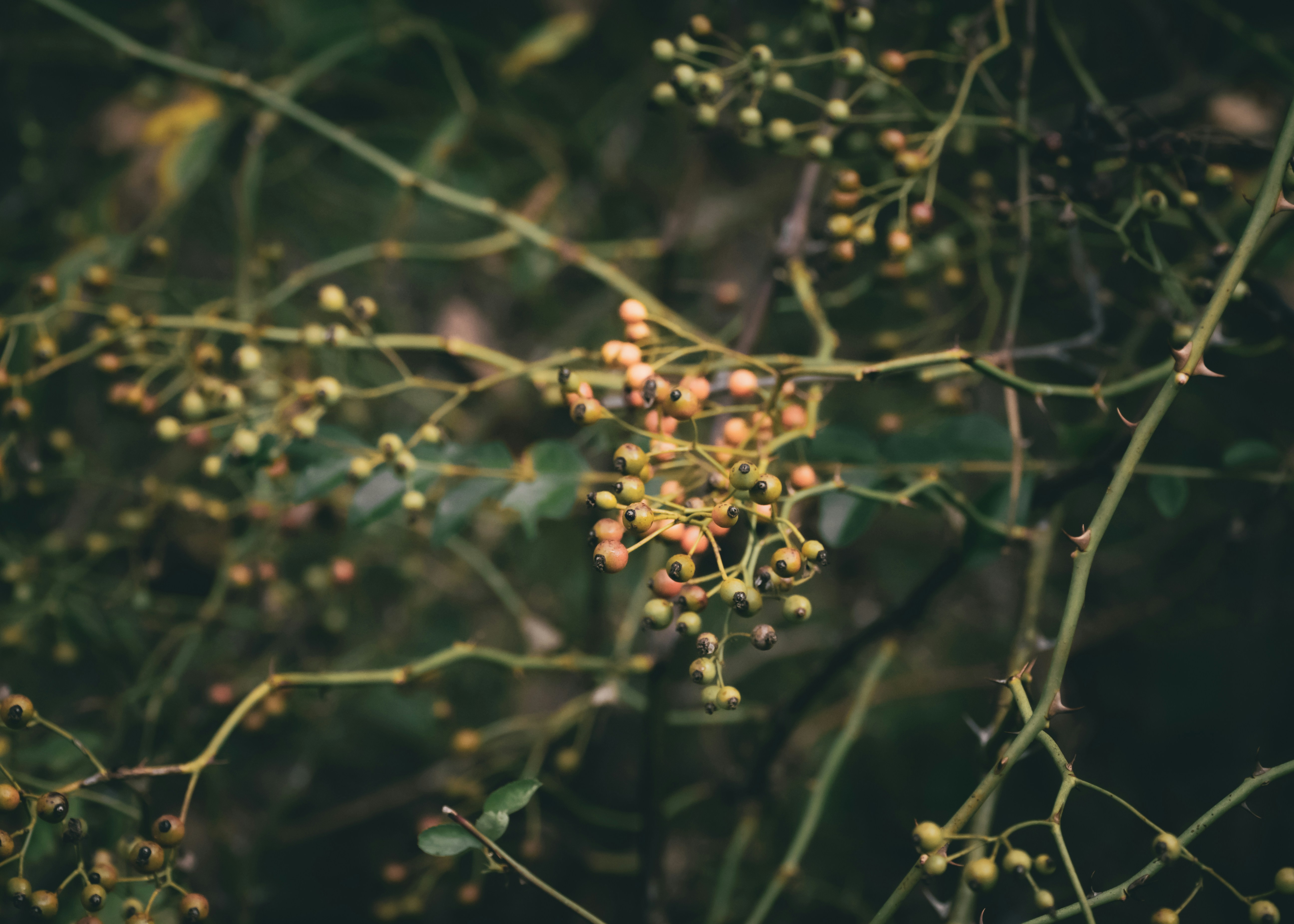 Clusters of small berries on thorny branches