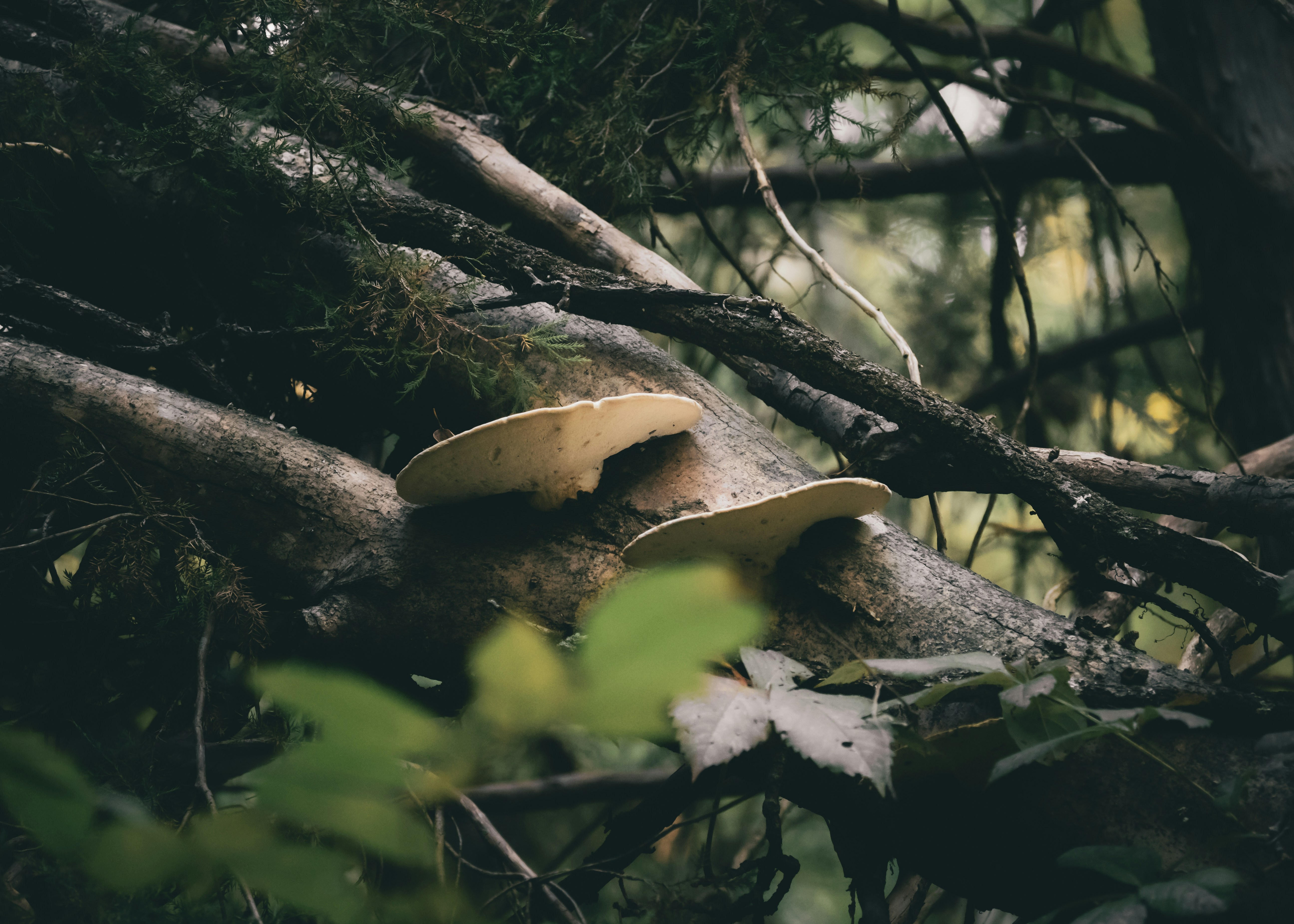 Mushrooms growing on a fallen tree branch