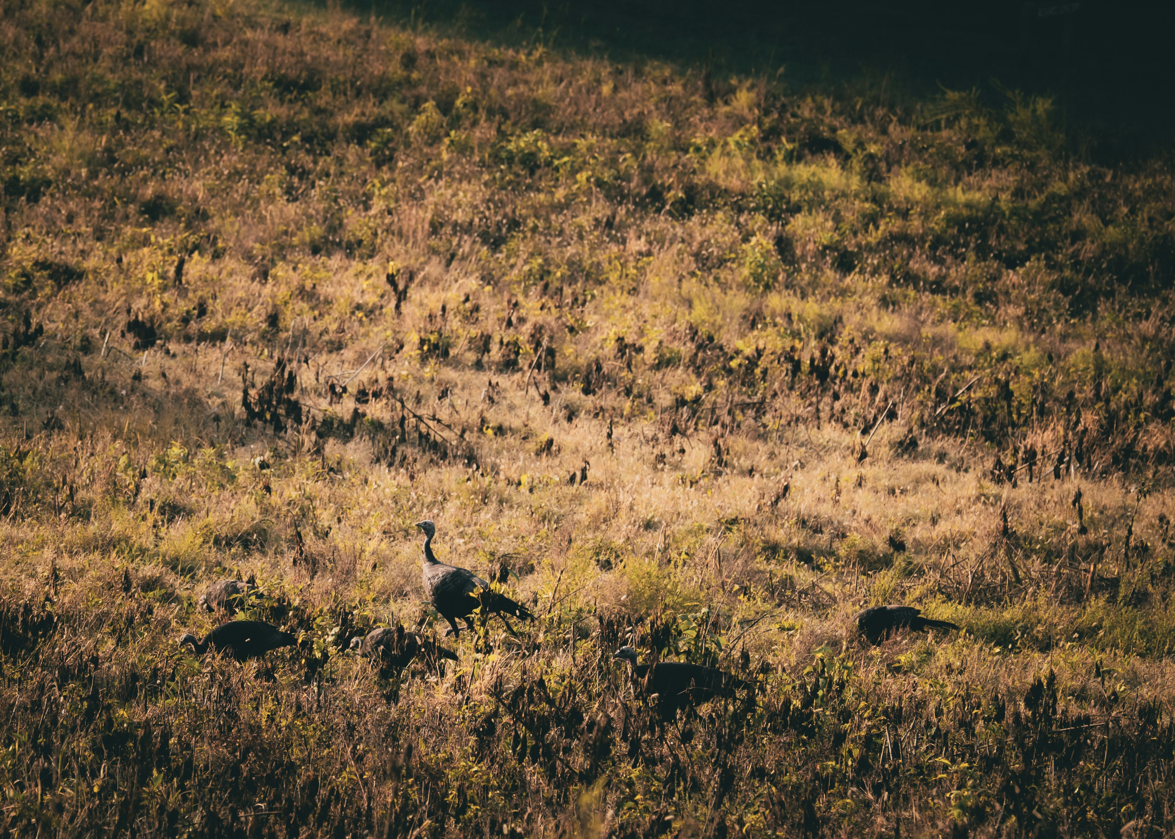 Wild Turkeys Soar from Brink to Booming Thanks to Human Effort
