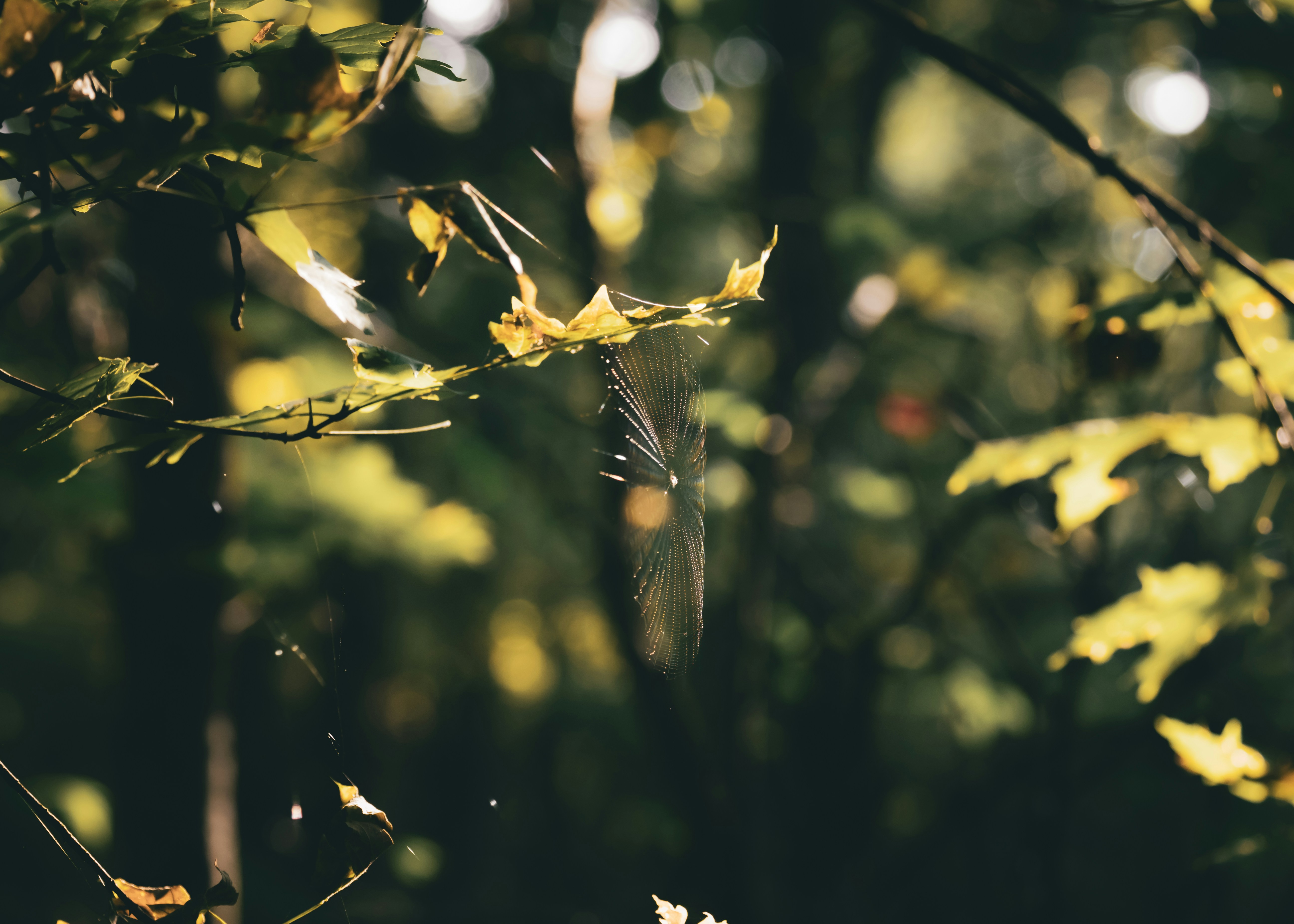 Spiderweb glistening with dew drops in forest
