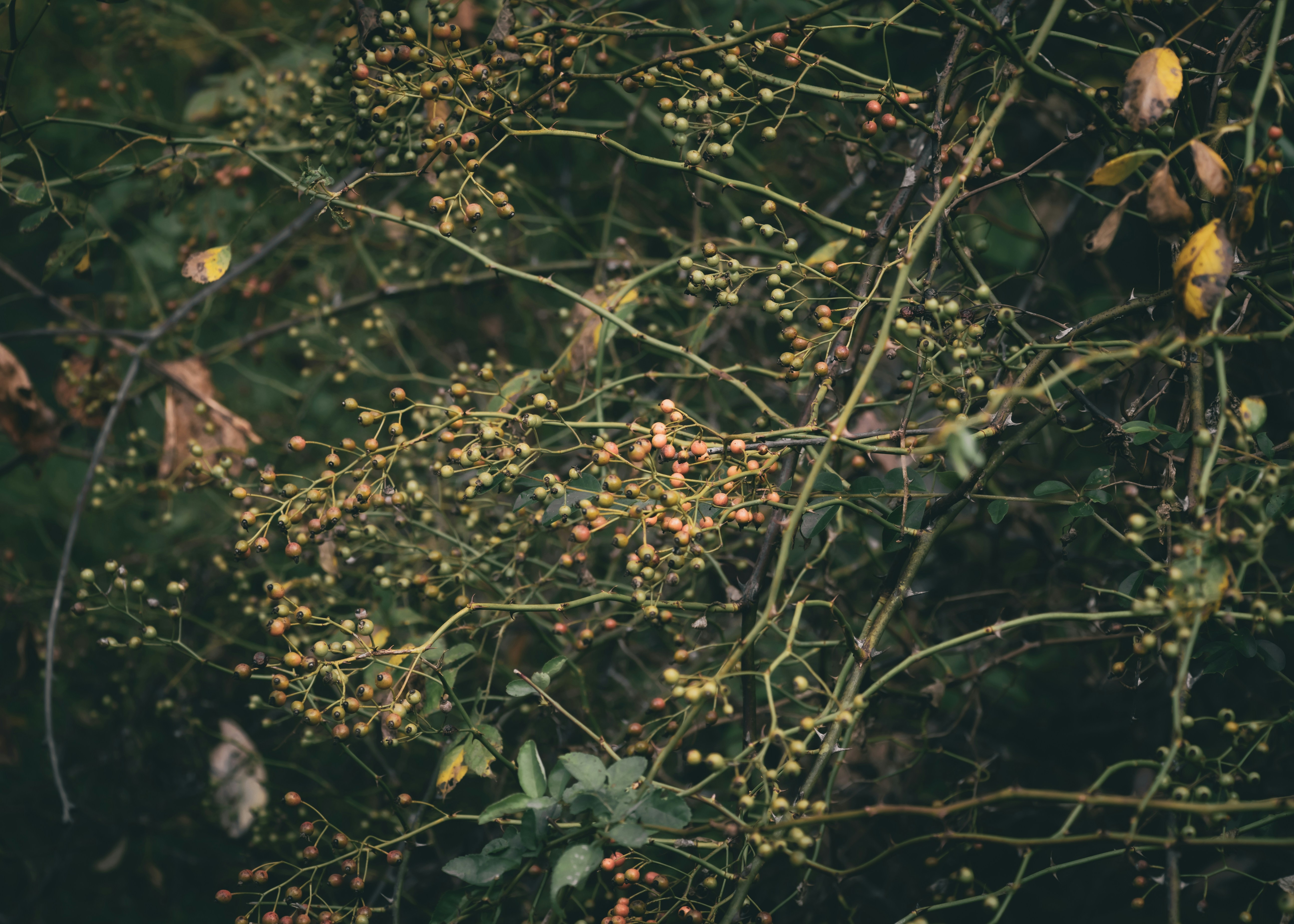 Close-up of a dense bush with small berries and leaves