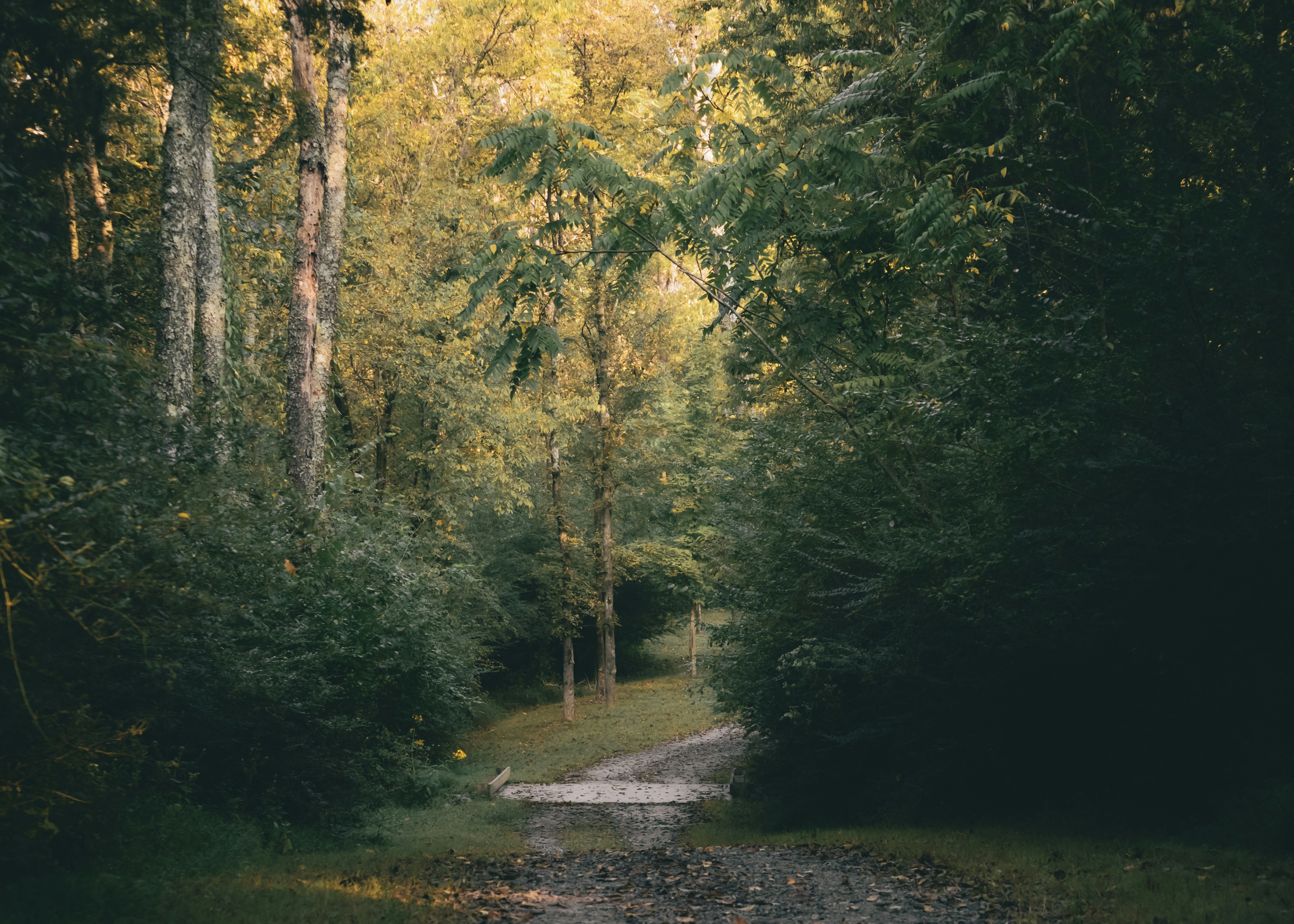 A winding path through a lush, green forest.