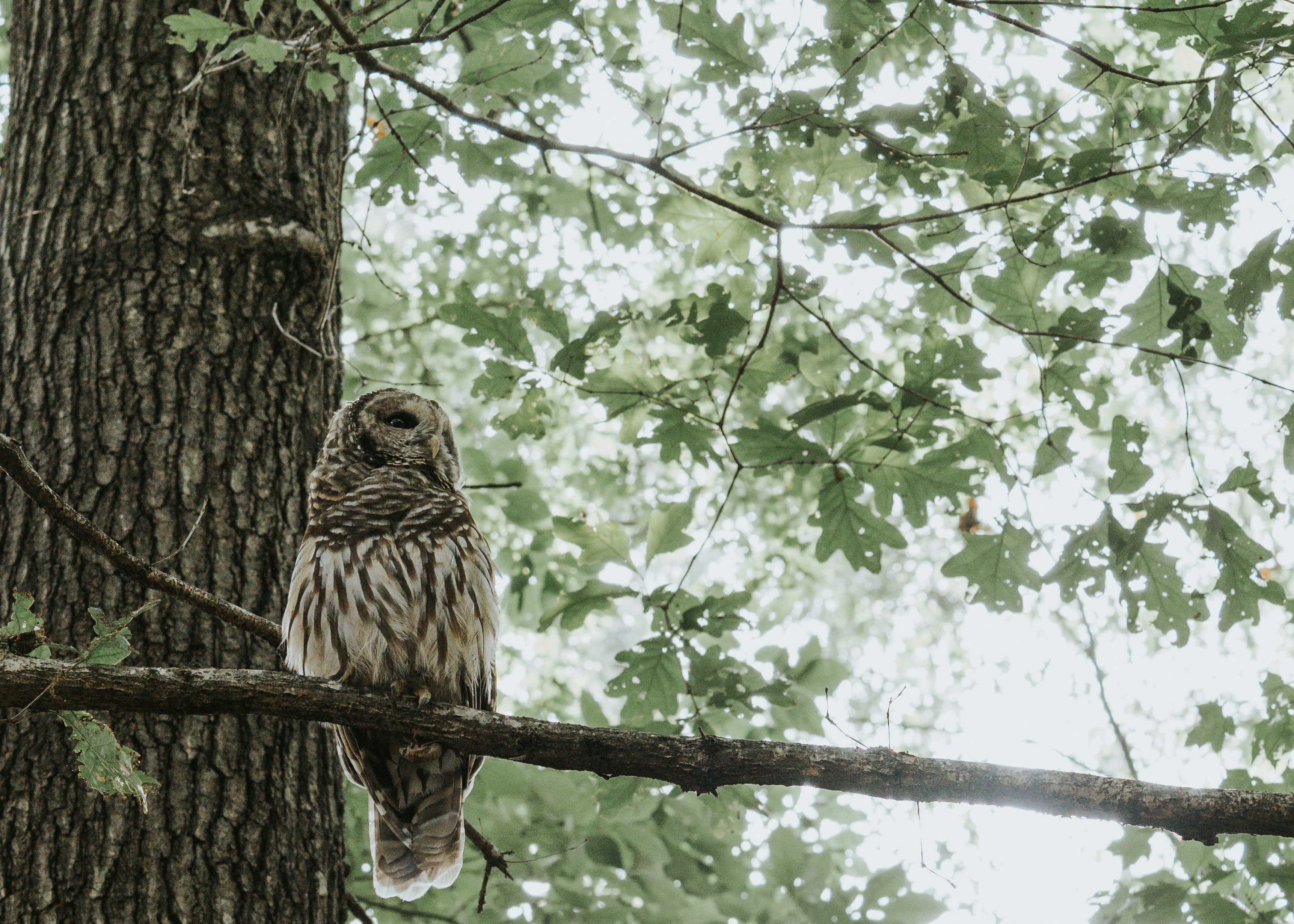 A barred owl perches on a tree branch.