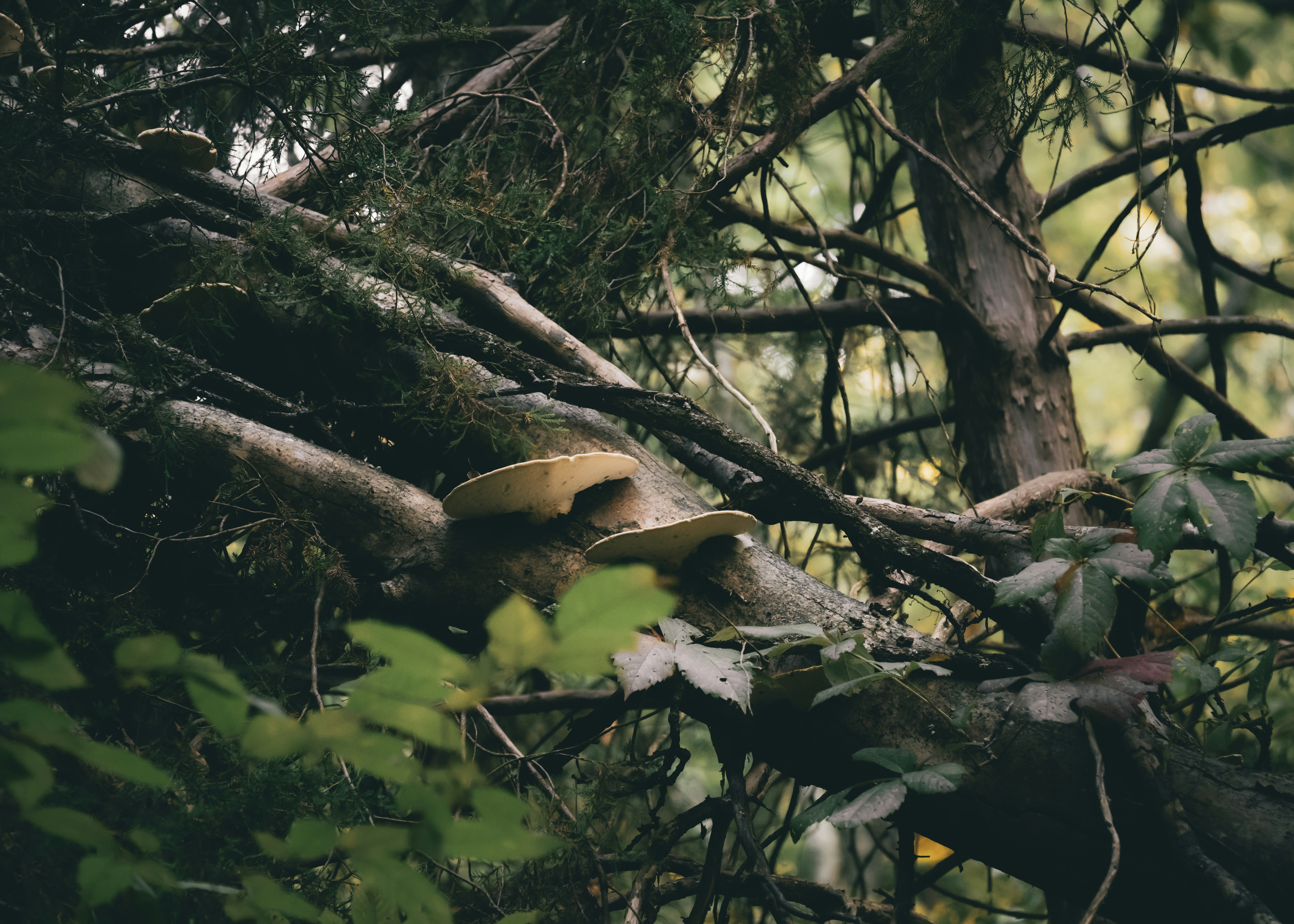 Mushrooms grow on a fallen tree branch.