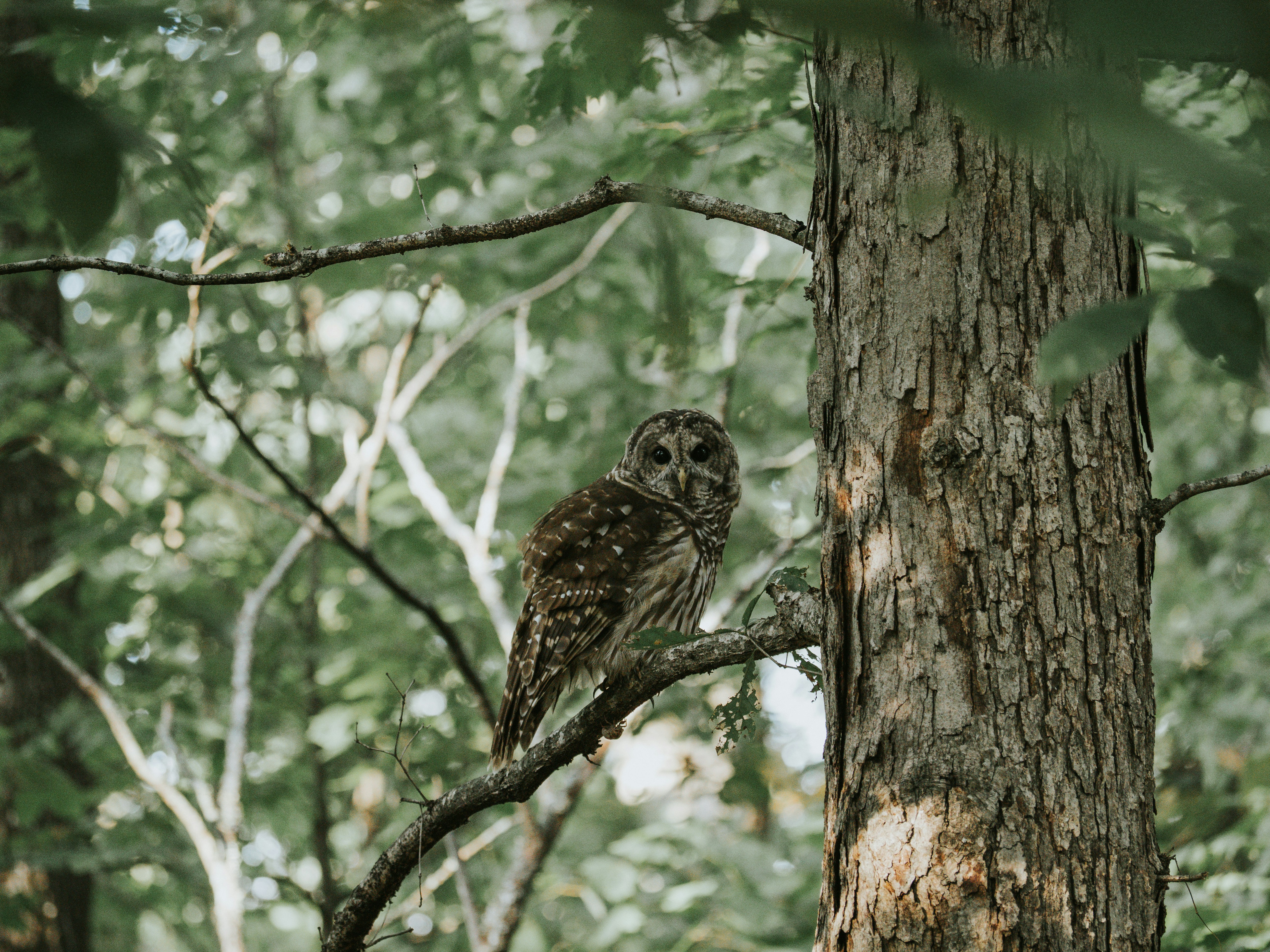 An owl perches on a tree branch in a forest.