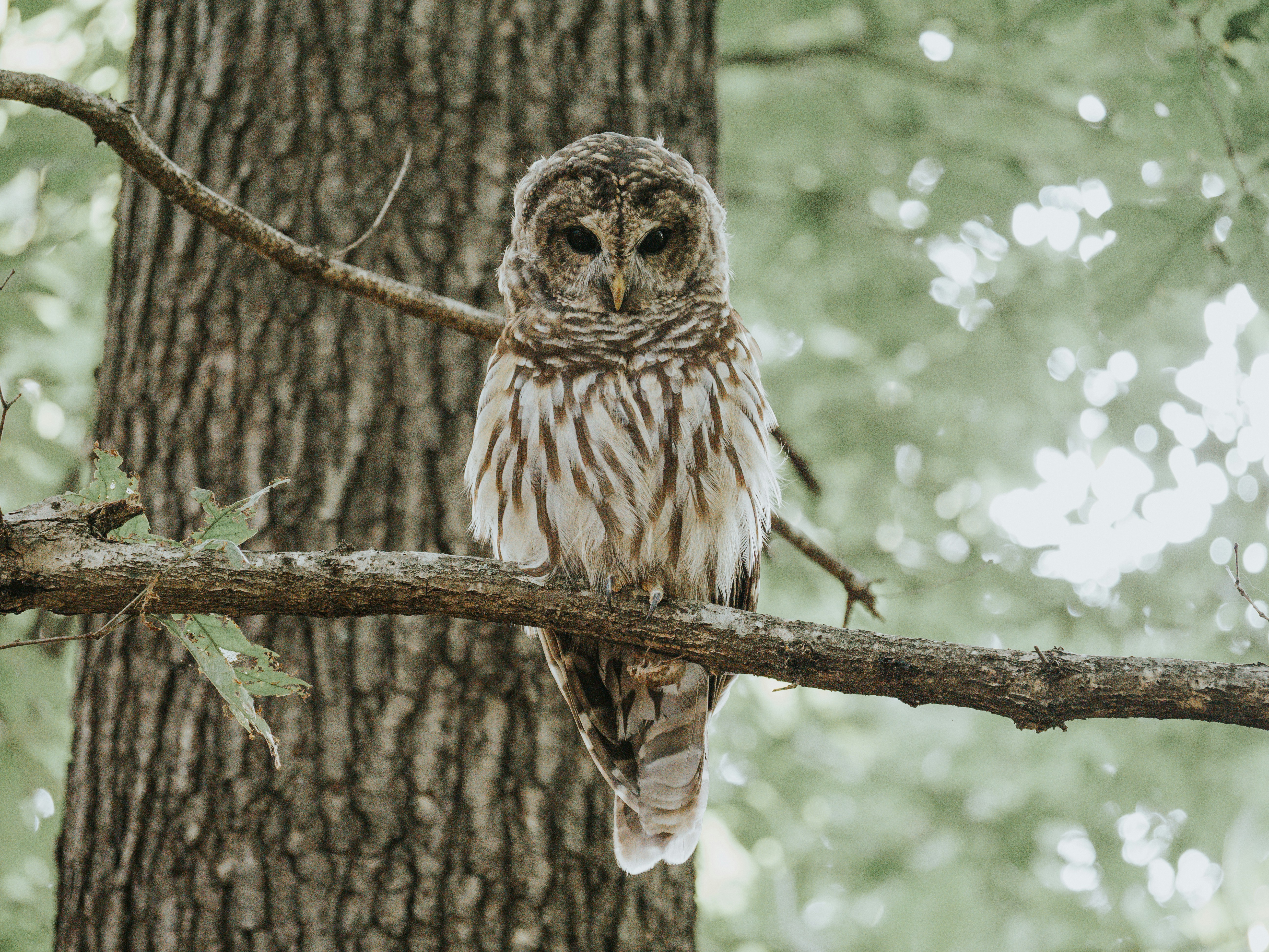 A barred owl perches on a tree branch.