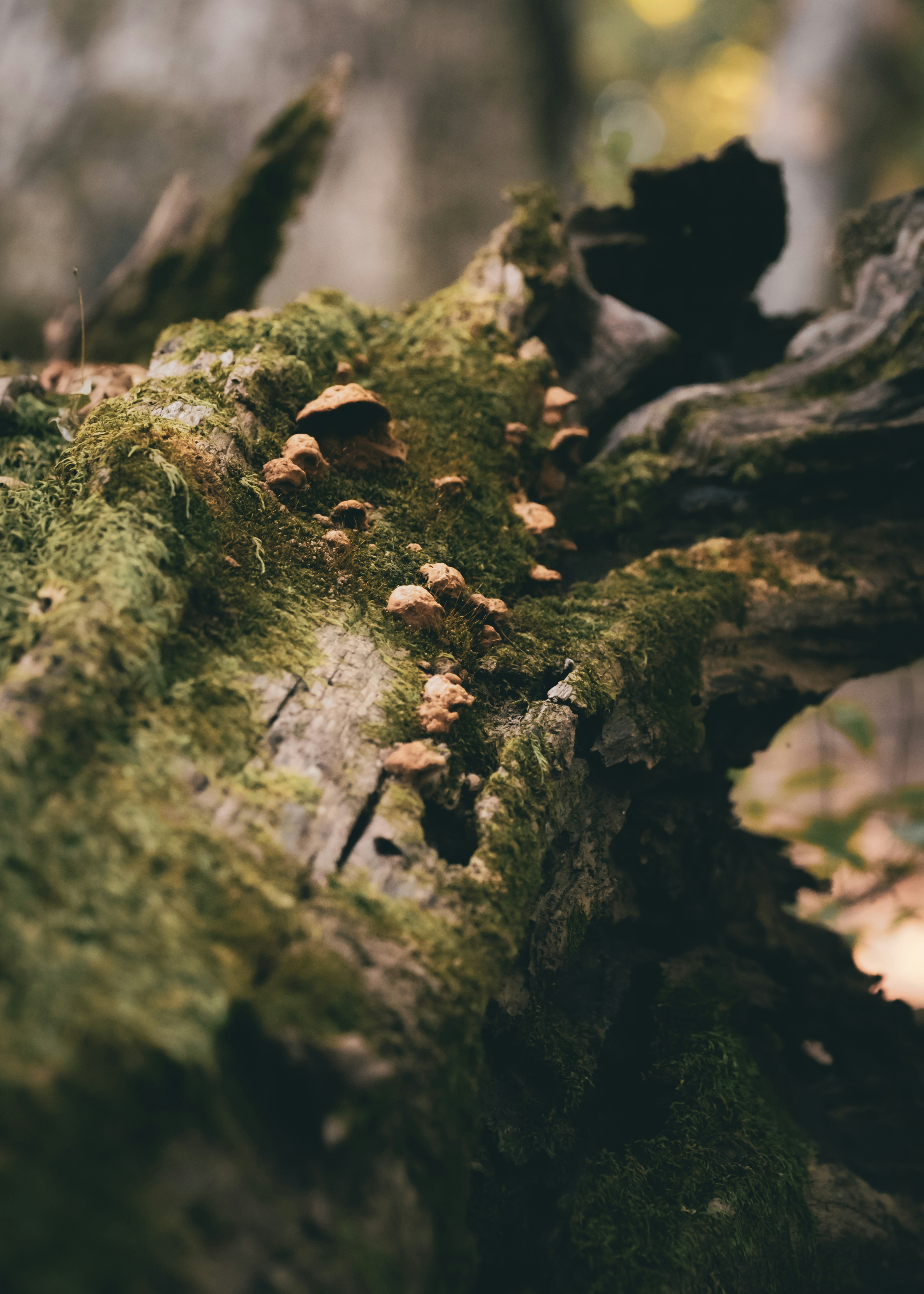 Photo by fieldworkframes