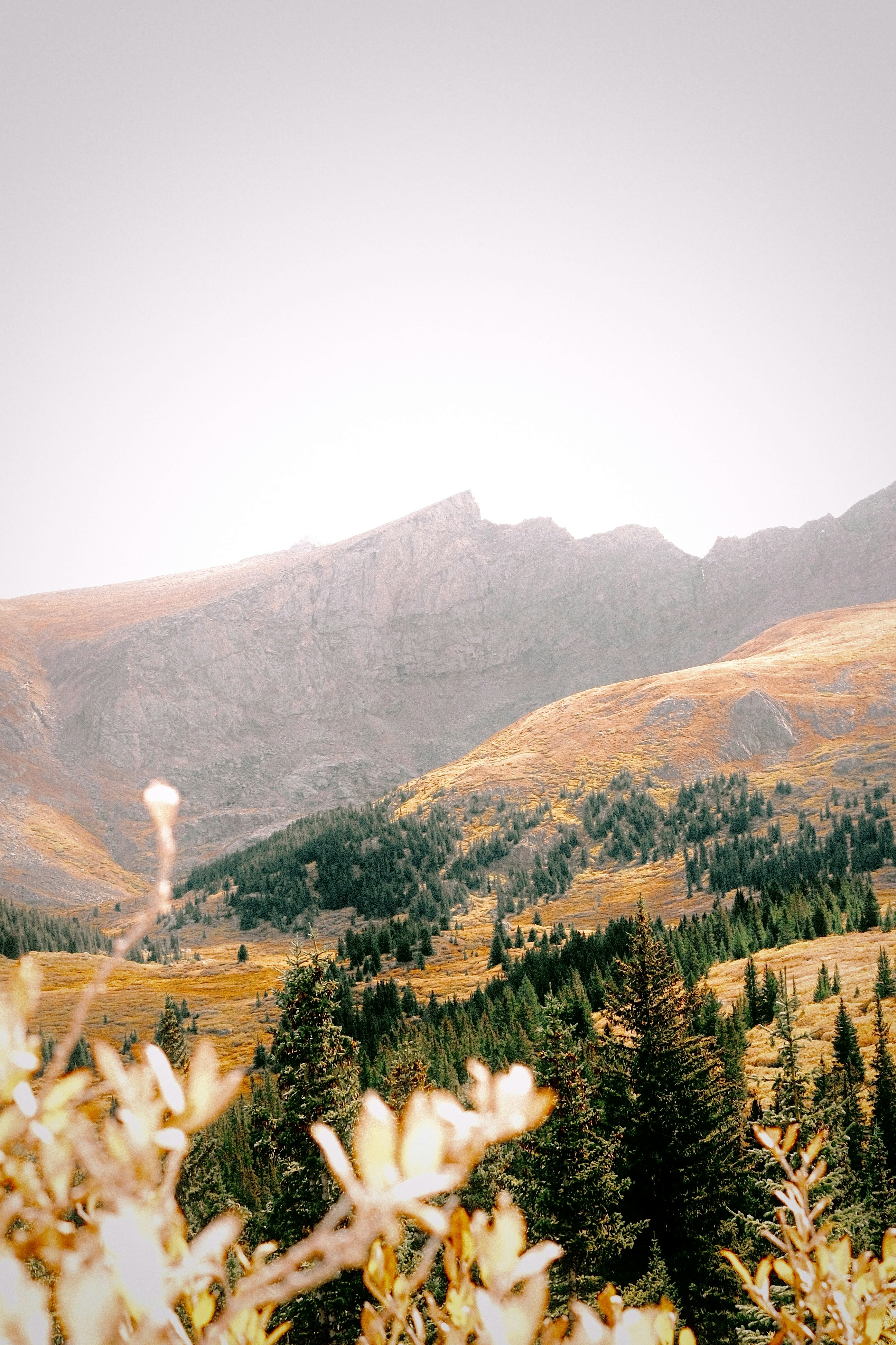 Golden autumn mountain valley with pine trees