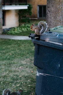 Squirrel eating on top of trash can
