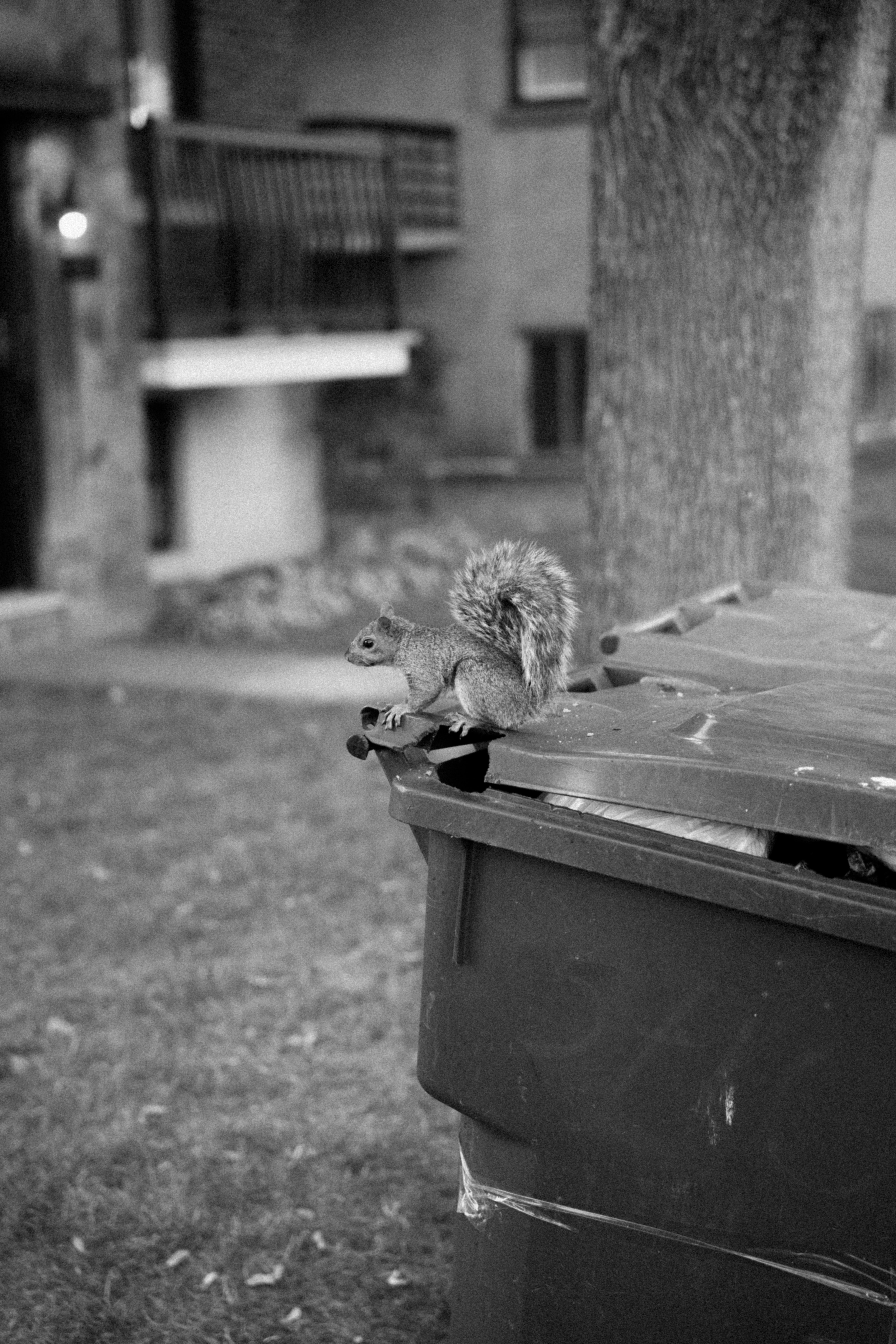 Squirrel on top of a garbage bin