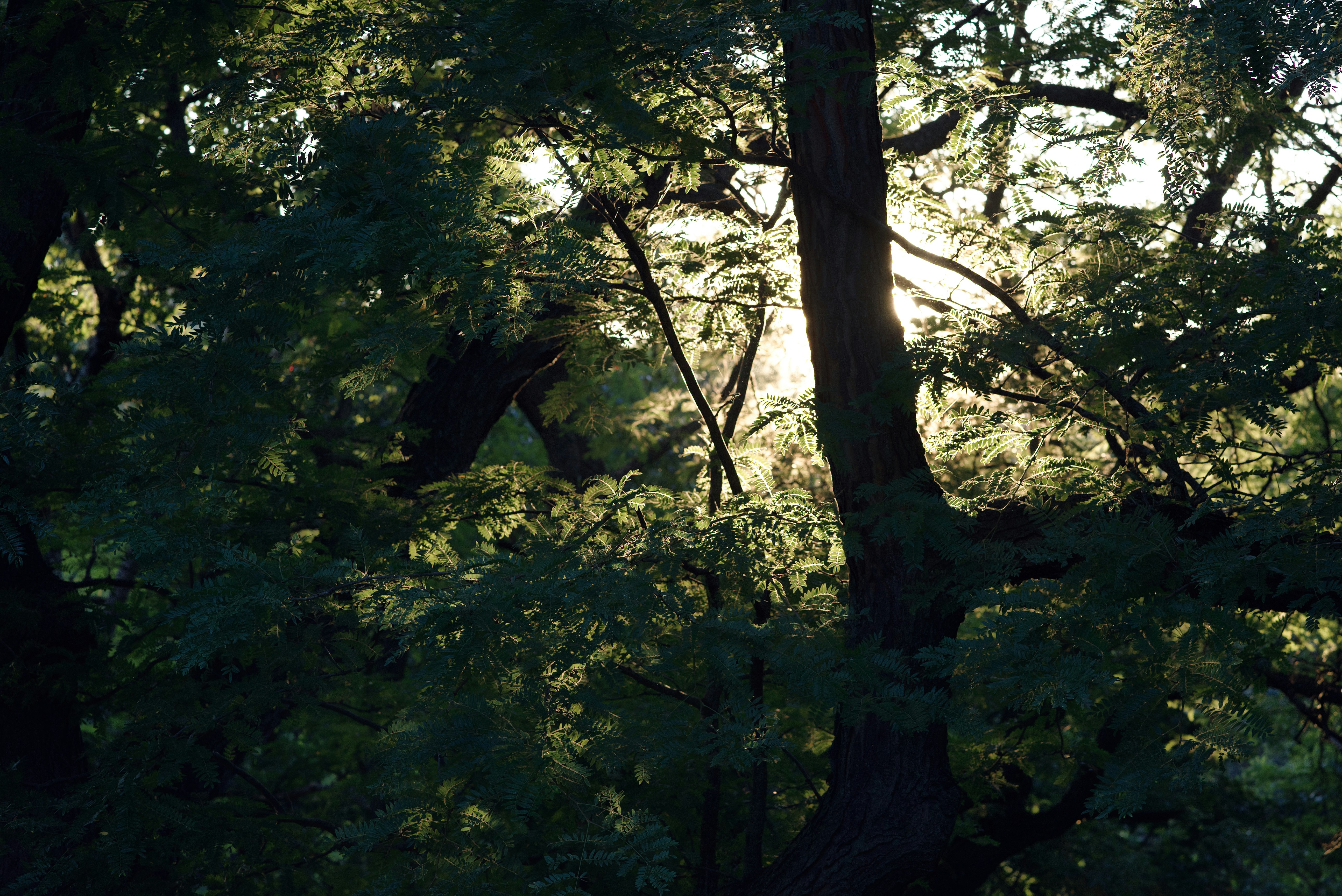 La luz del sol se filtra a través de los densos árboles del bosque