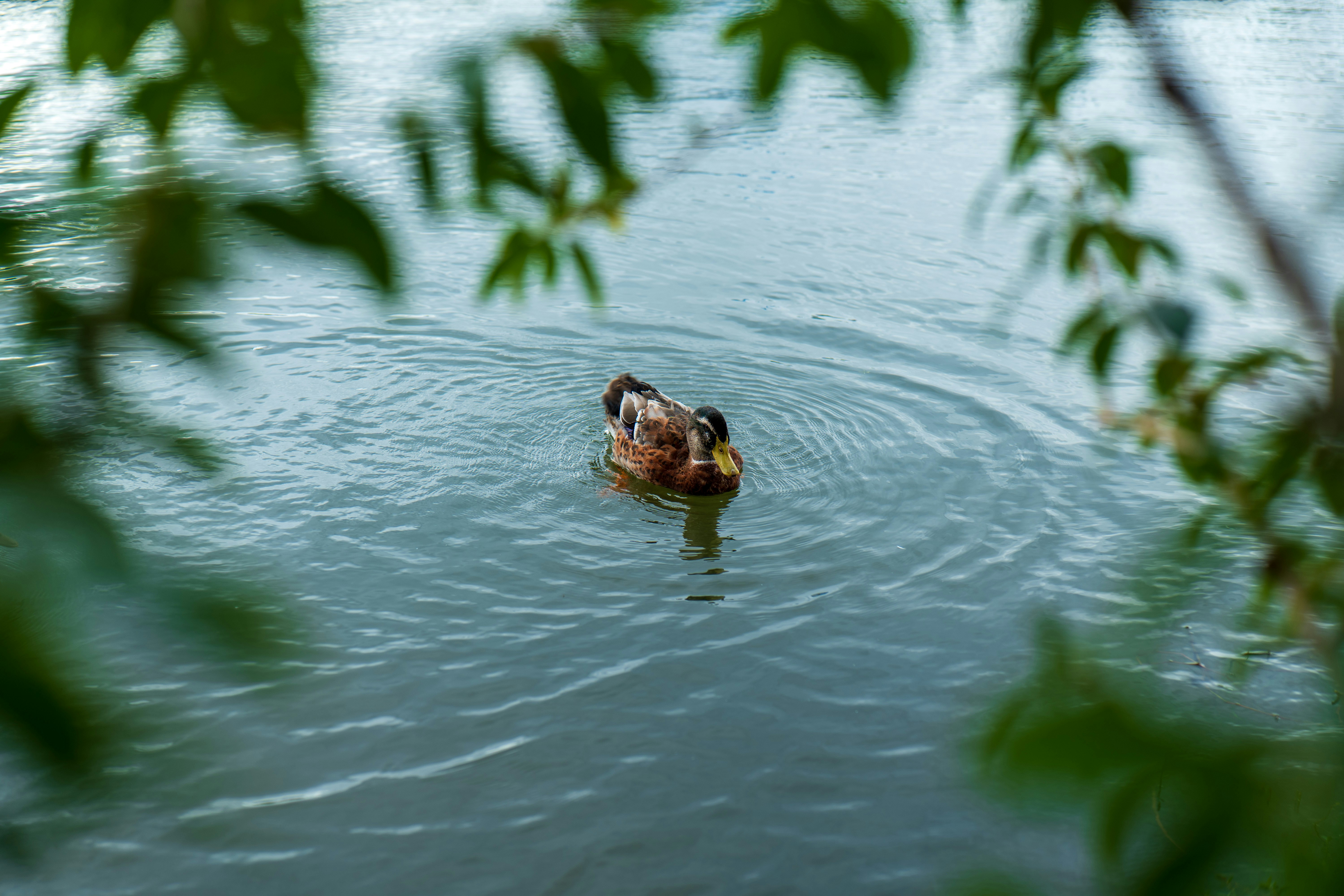 A duck swims in calm water, framed by leaves.