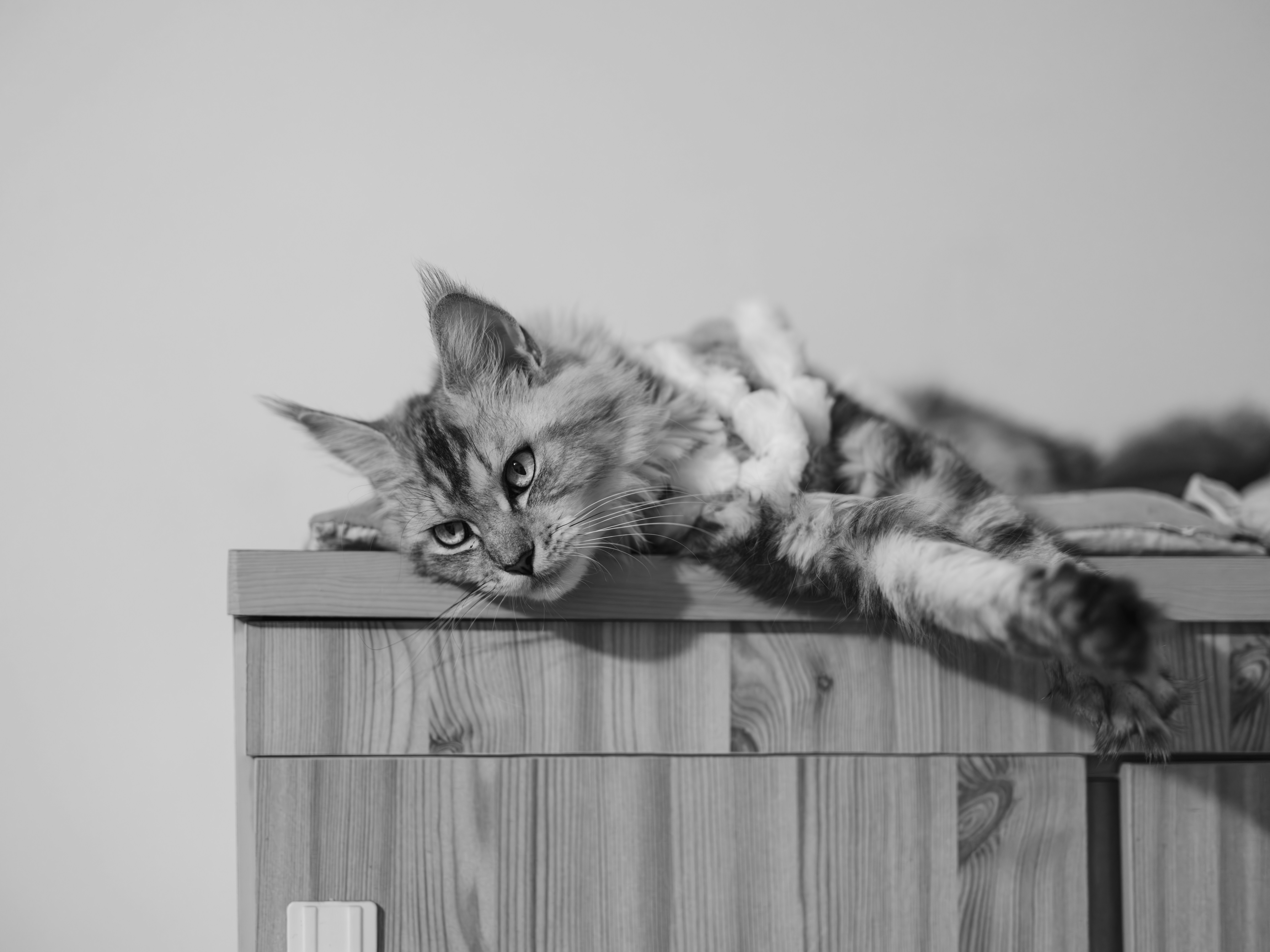 A tabby cat rests on top of wooden furniture.