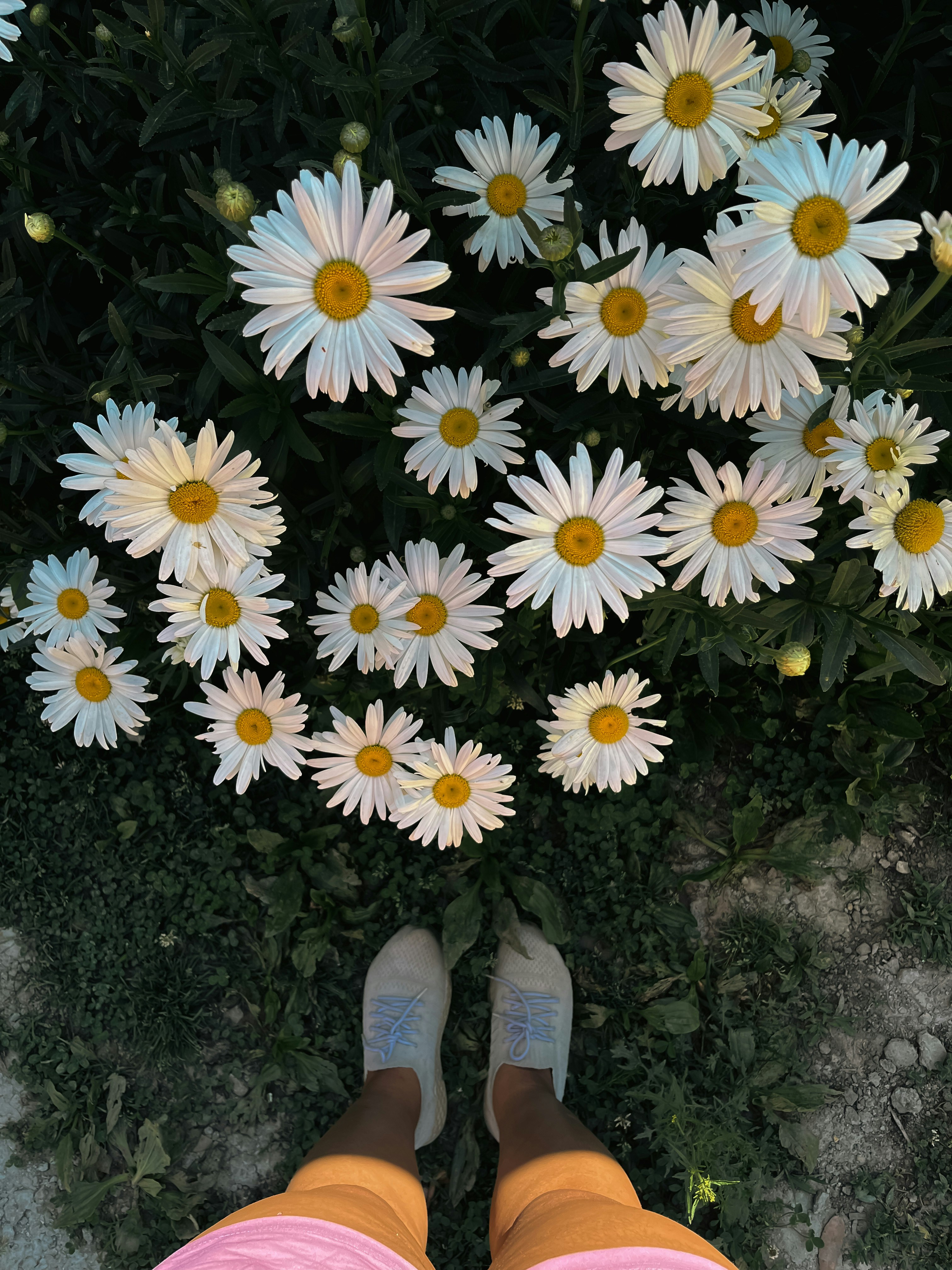 White daisies bloom in a garden with feet visible.