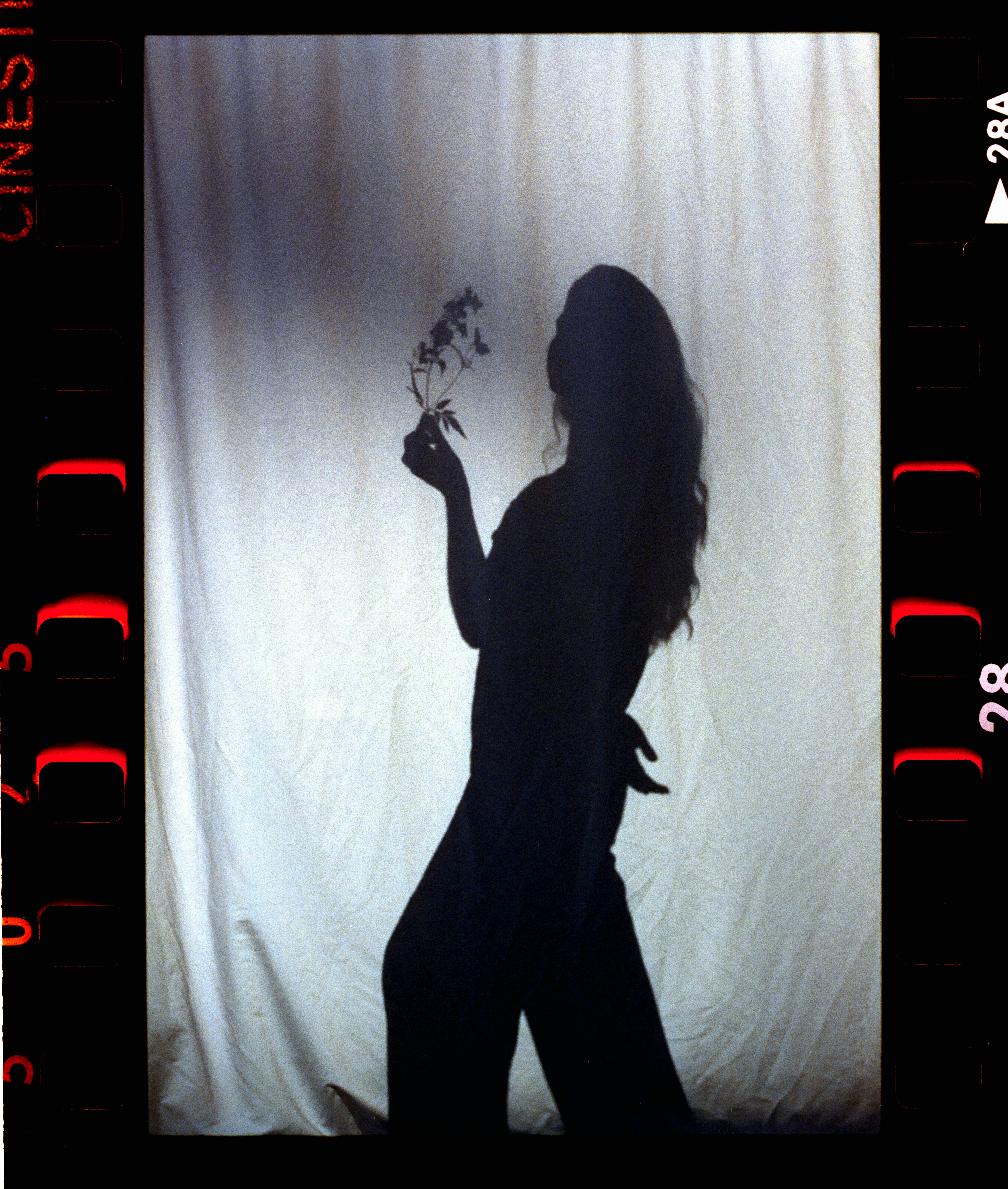 Silhouette of a woman holding a flower against white fabric.