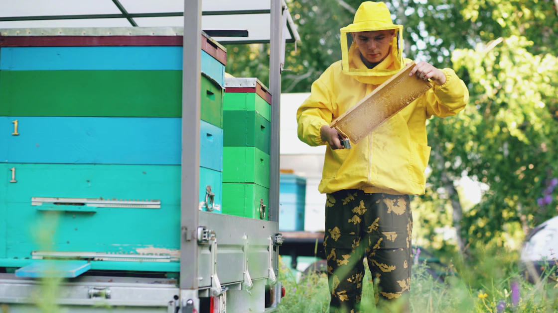 beekeeper inspecting hive frame preparing for winter season