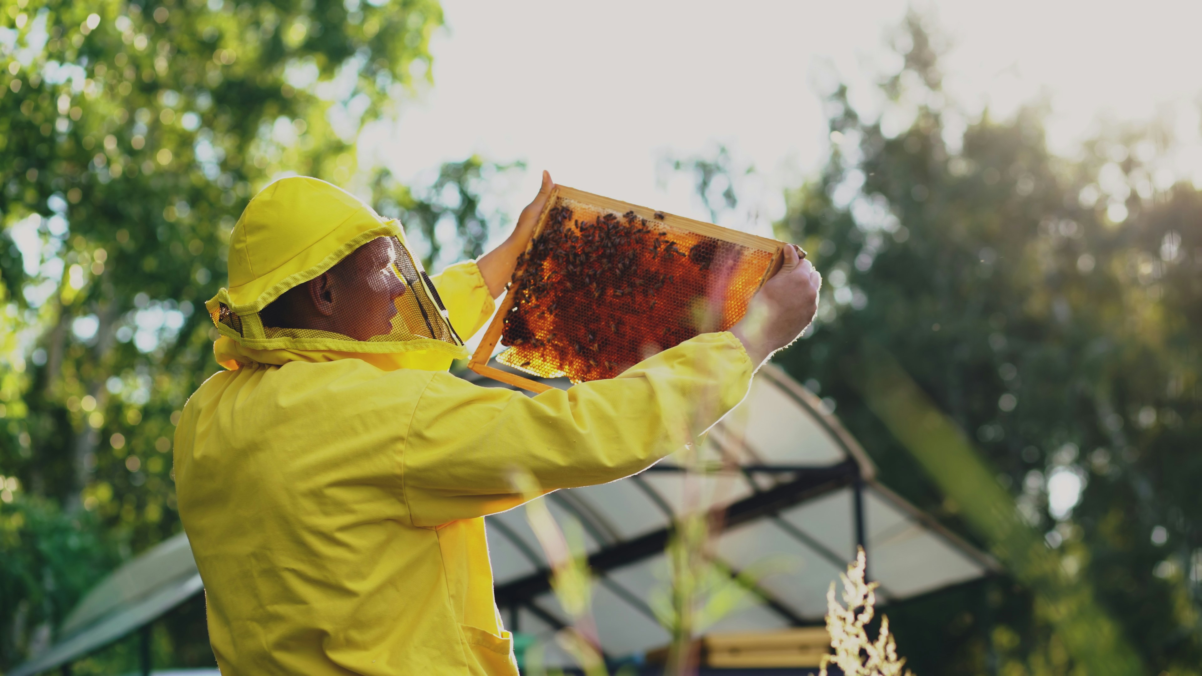 Beekeeper in yellow suit holds honeycomb frame outdoors.