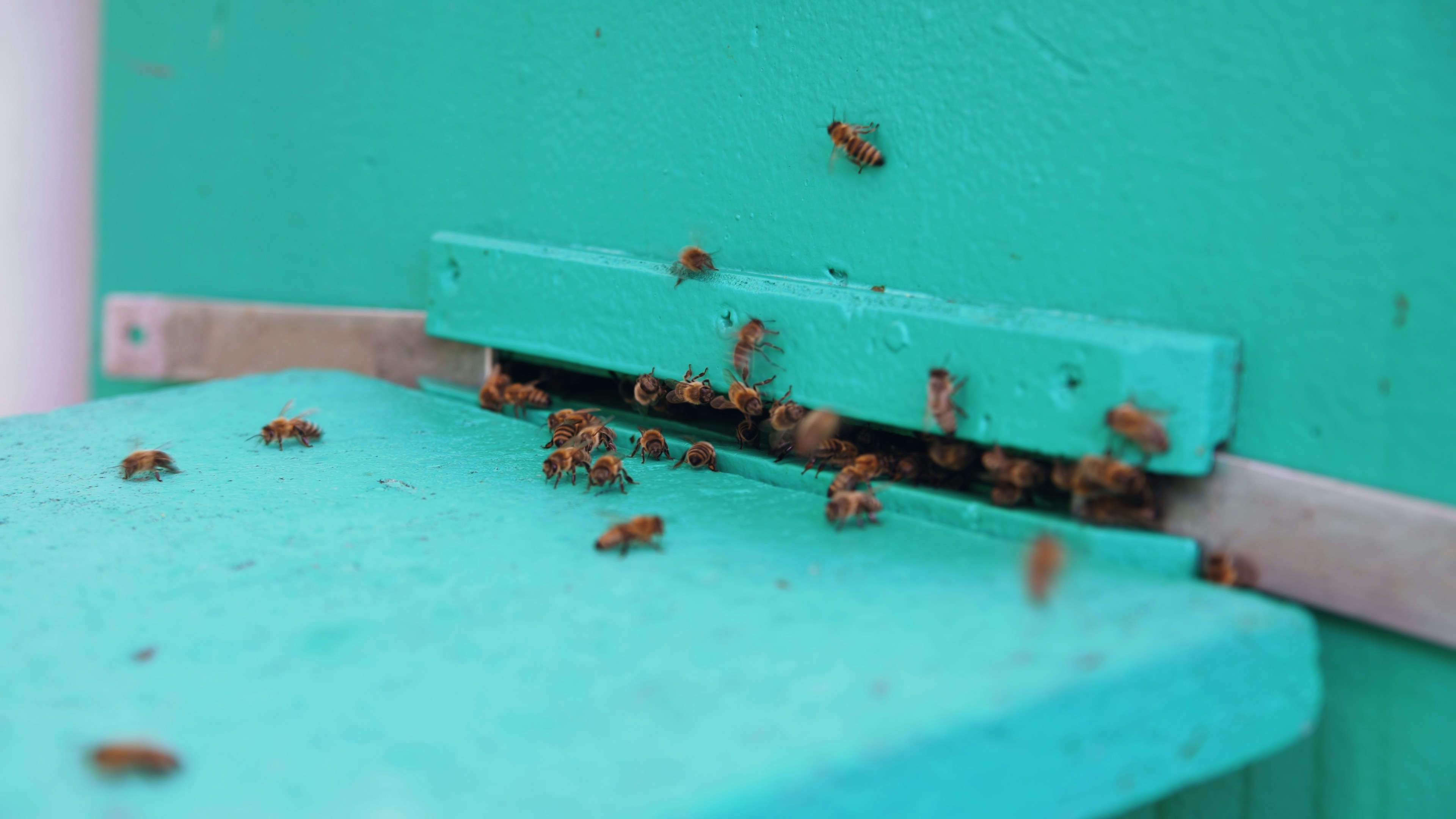 photo 1758522964606 39d550b82772?crop=entropy&cs=tinysrgb&fit=max&fm=jpg&ixid=M3w1MjQ0NjR8MHwxfHNlYXJjaHwxM3x8UGVzdCUyMENvbnRyb2wlMjBTZXJ2aWNlfGVufDB8MHx8fDE3NjAyNTIyNjl8MA&ixlib=rb 4.1