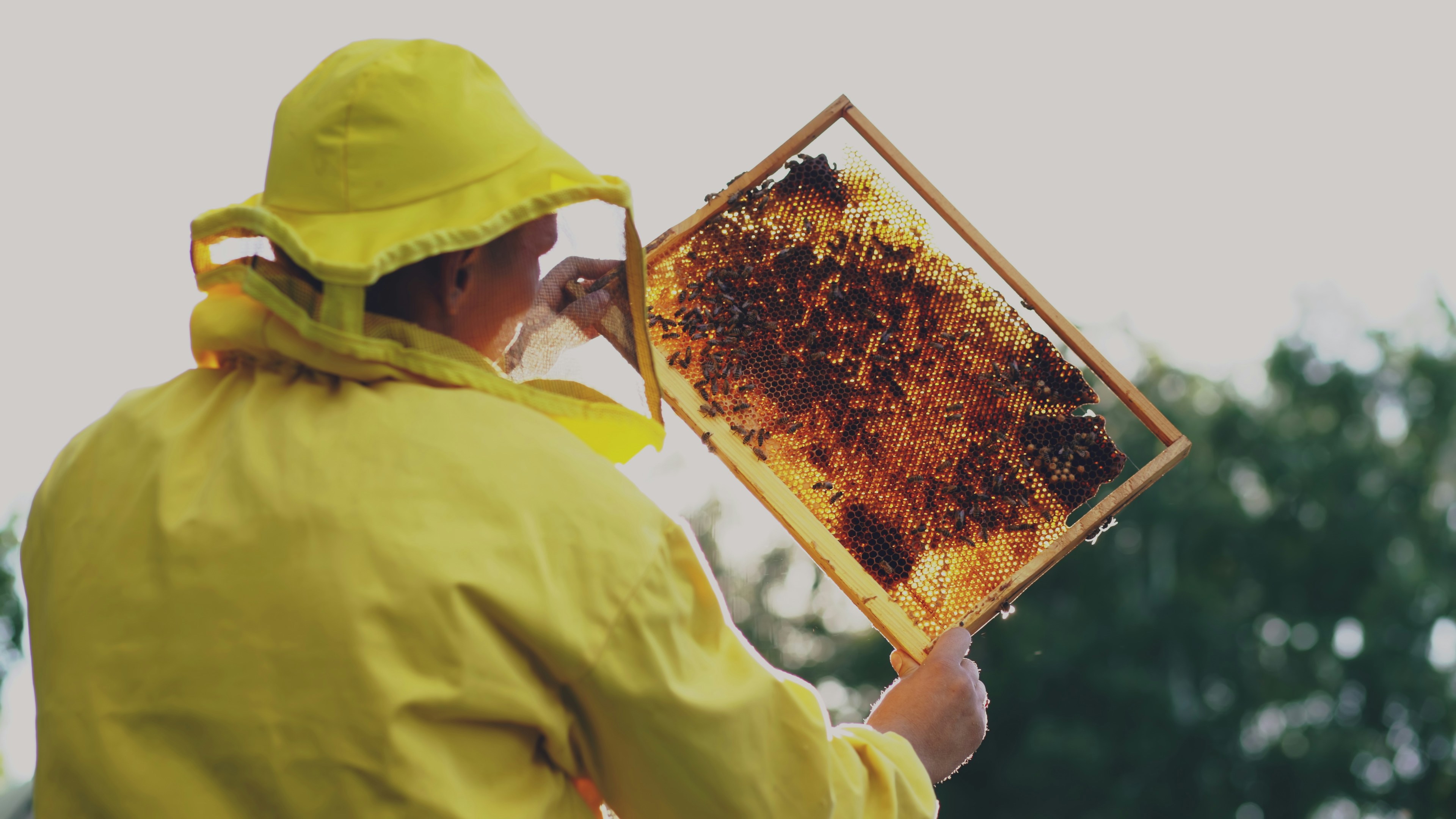 Beekeeper in yellow holding honeycomb frame of honeycomb
