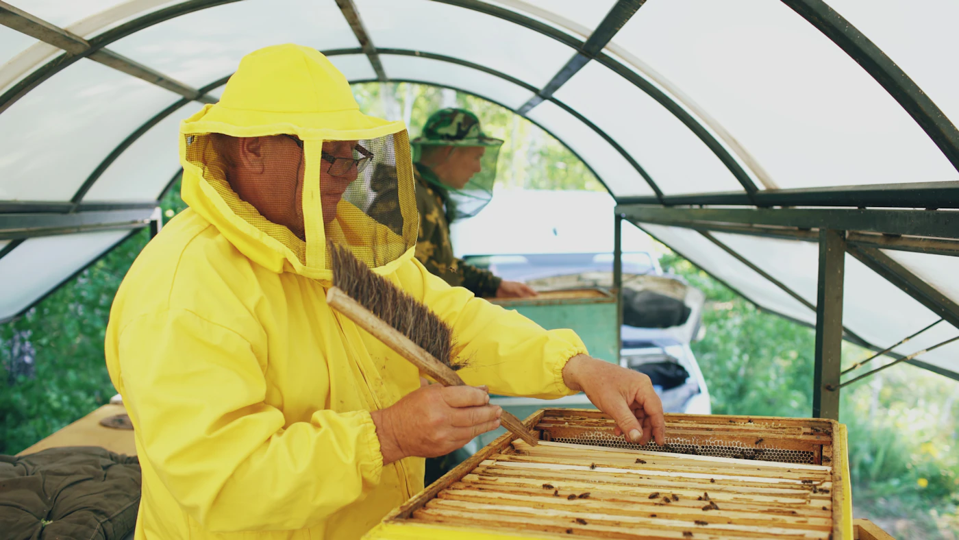 Beekeepers harvesting honey frames from a hive