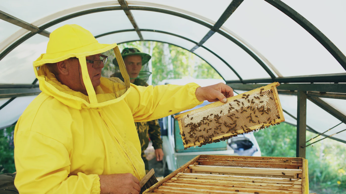 A beekeeper gently lifting a frame during harvest