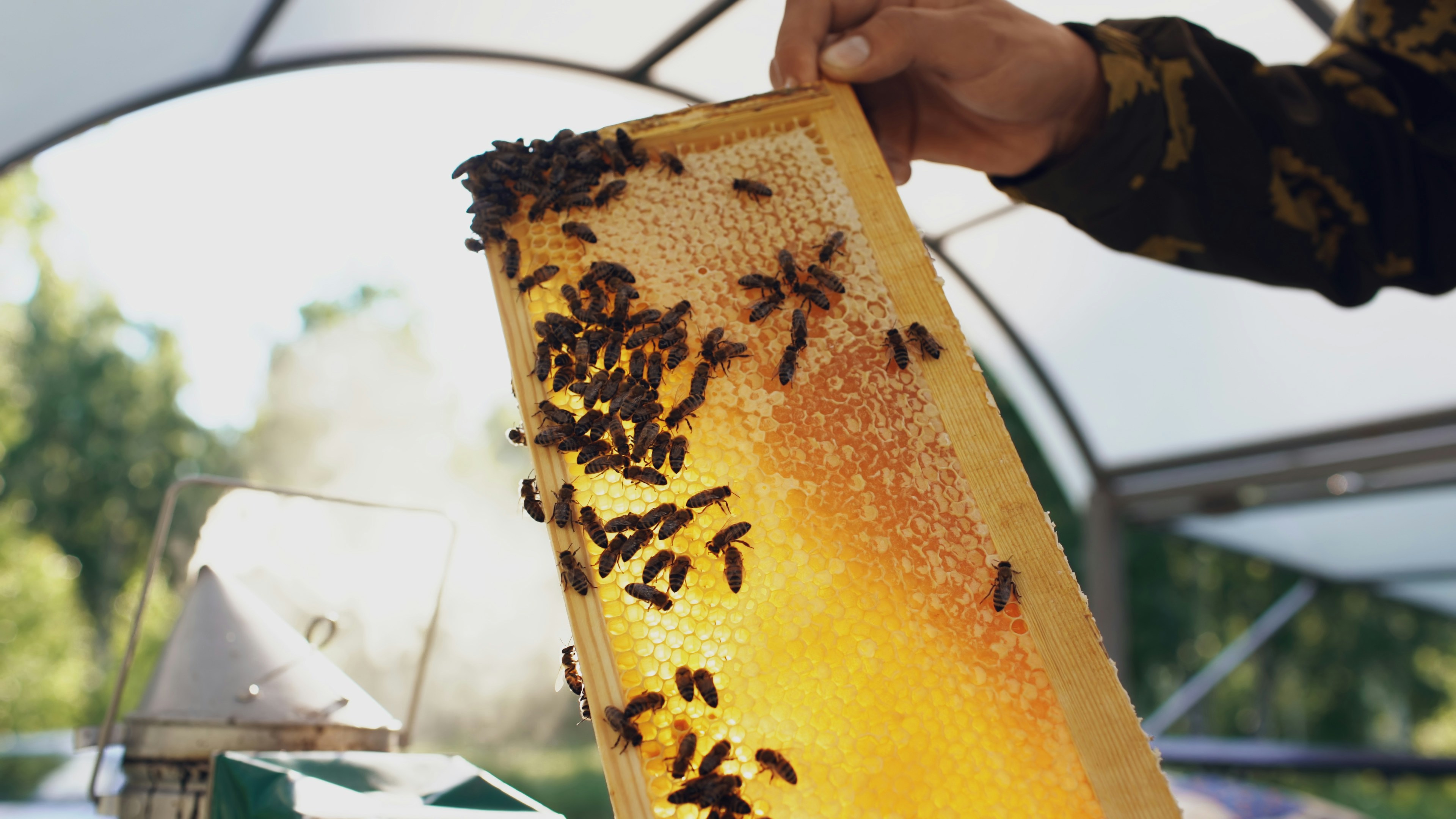 Young beekeeper man holding wooden frame with bees for checking while working in apiaryon sunny summer day