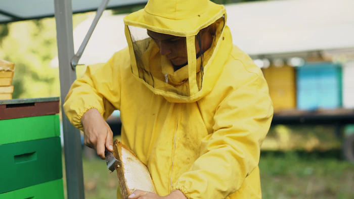 Beekeeper in protective suit inspecting a honeycomb frame
