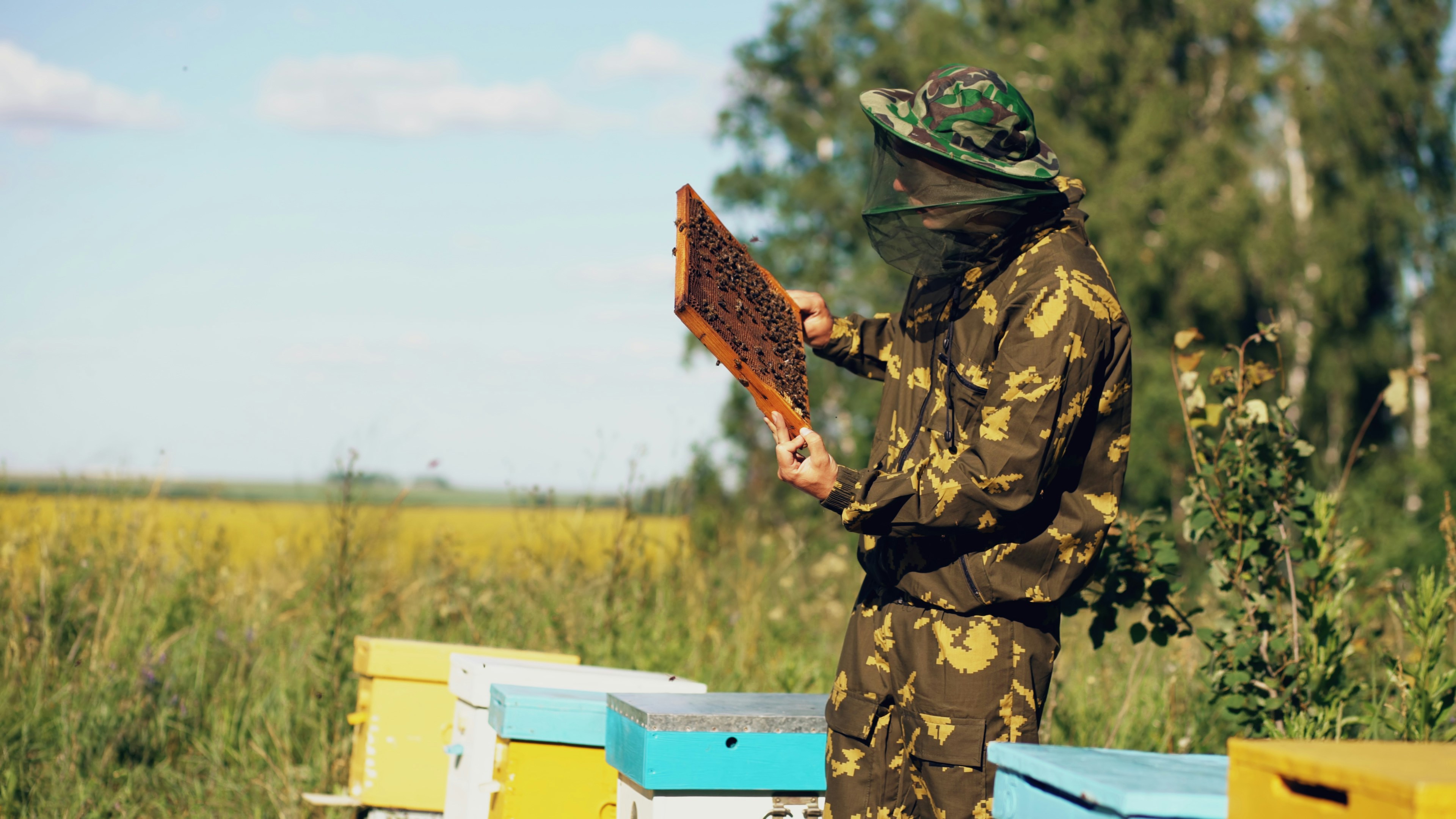 Beekeeper in a protective suit inspects a frame of honeybees.