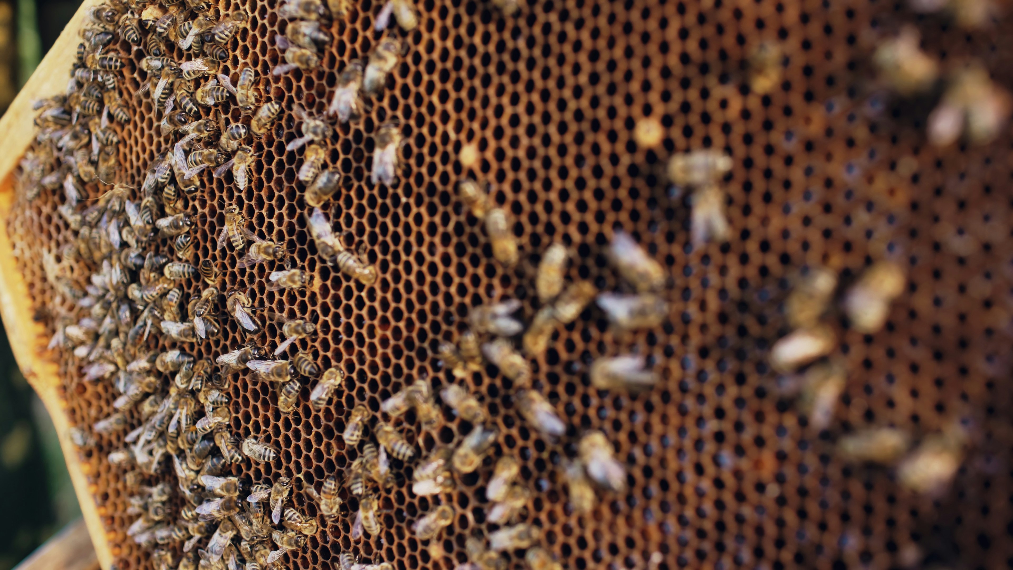 Bees crawling on a honeycomb