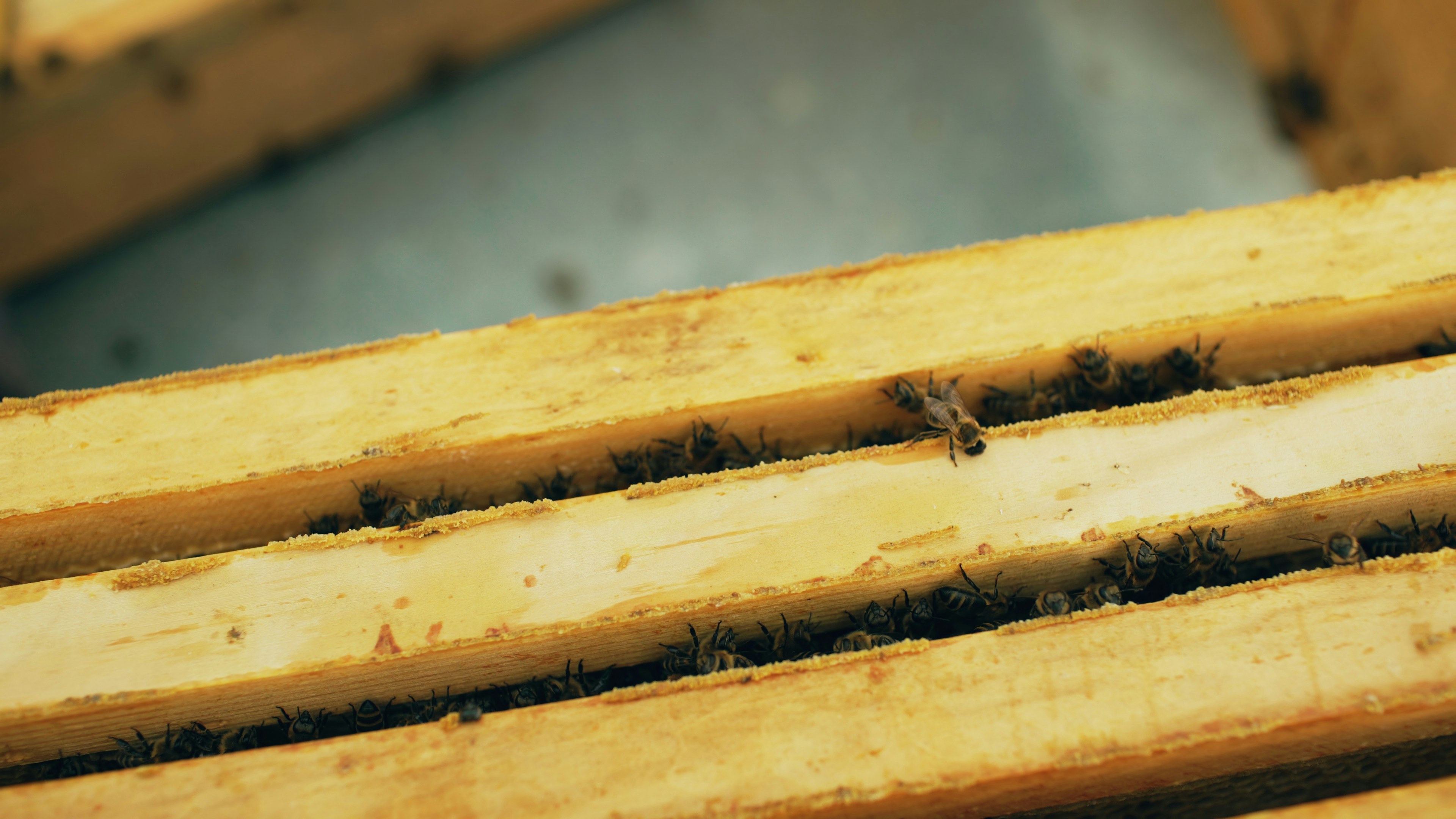 Bees on wooden honeycomb frames