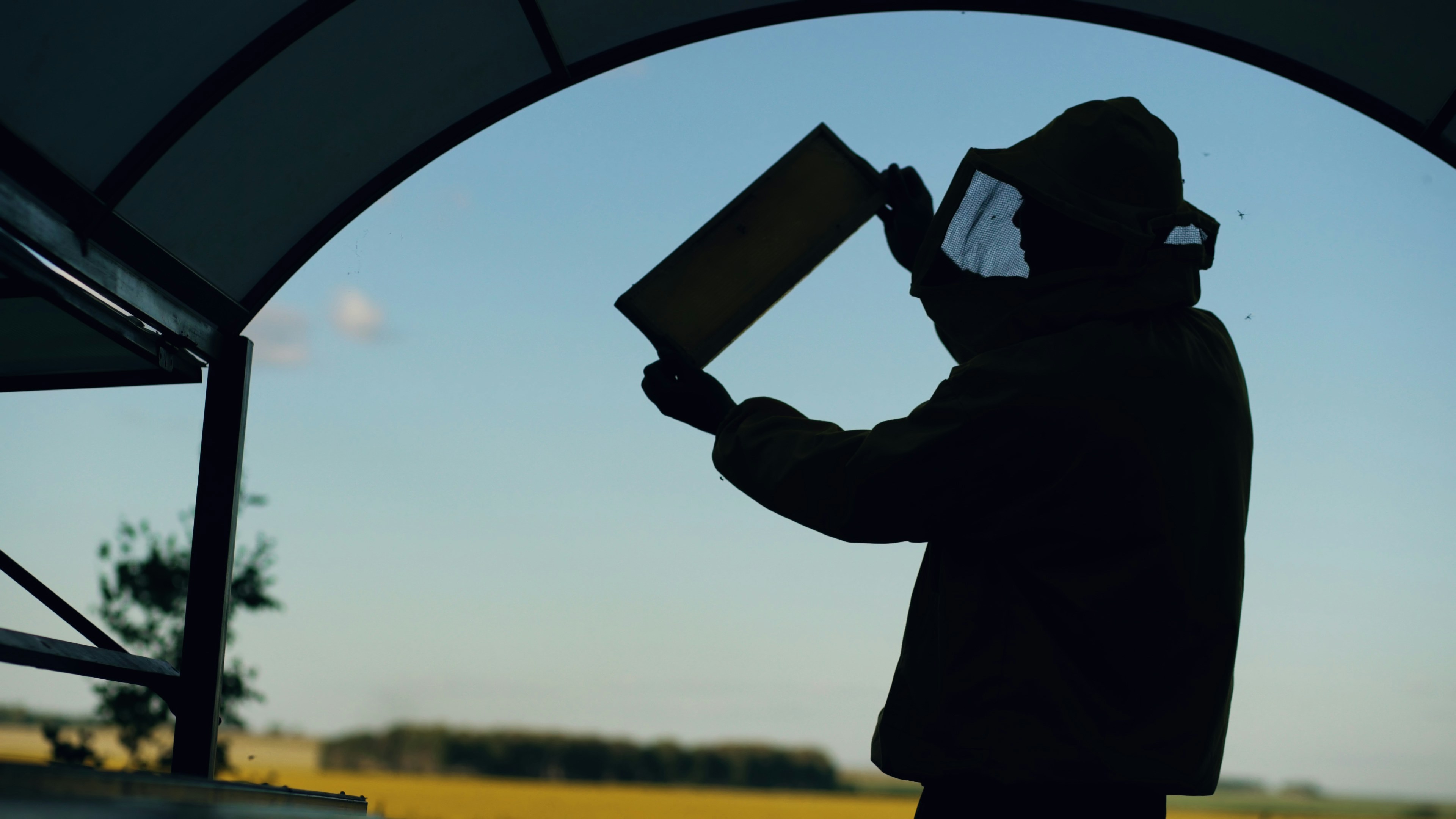 Silhouette of Beekeeper man checking wooden frame before harvesting honey in apiary on summer sunny day