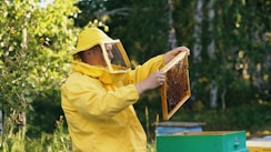 Beekeeper in protective suit examining honeycomb frame