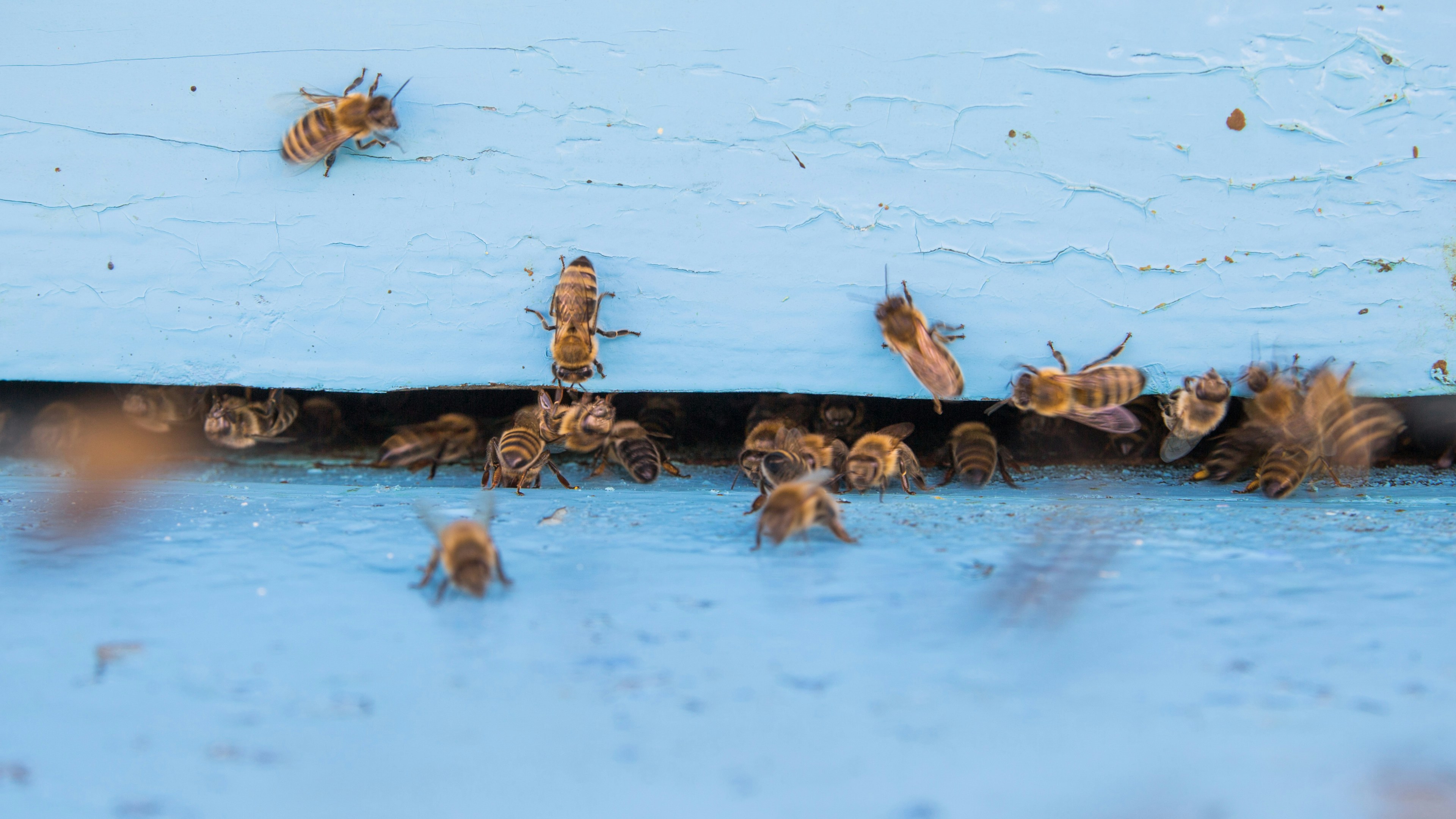 Closeup of bees flying into beehive entrance on summer day