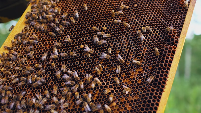 Bees on honeycomb in a mountain hive
