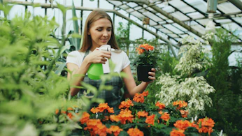Woman watering potted orange flowers in greenhouse