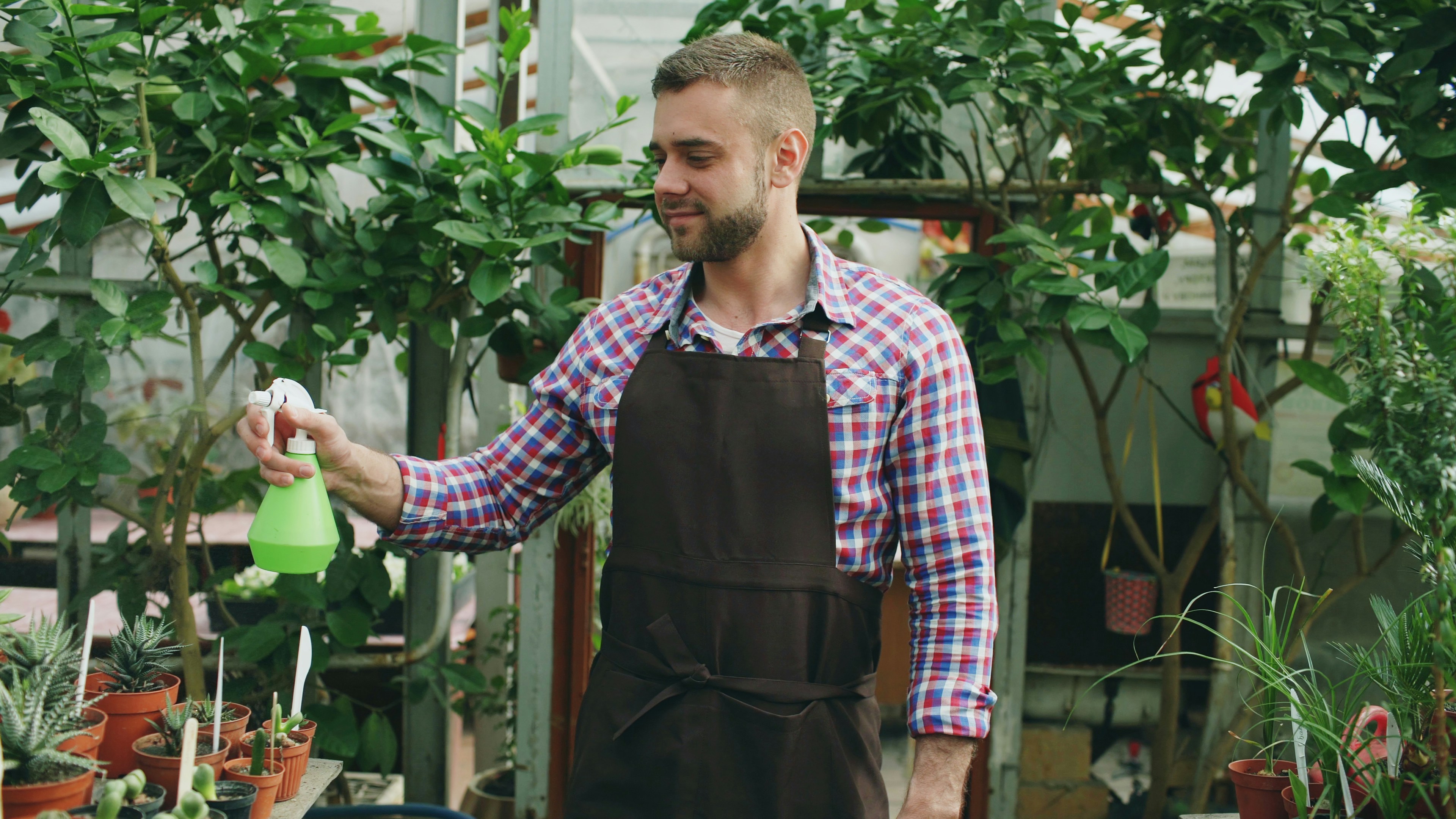 Gardener spraying plants in a greenhouse