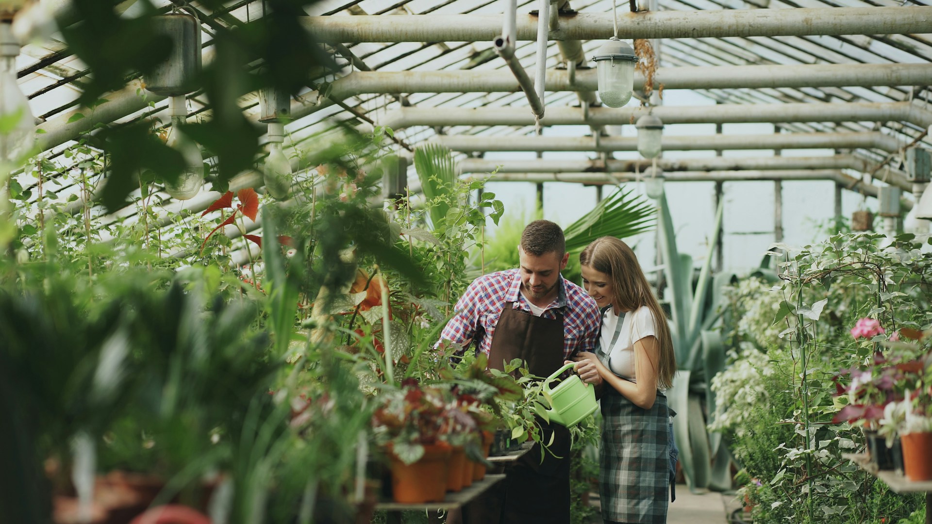 Two people watering plants inside a greenhouse.