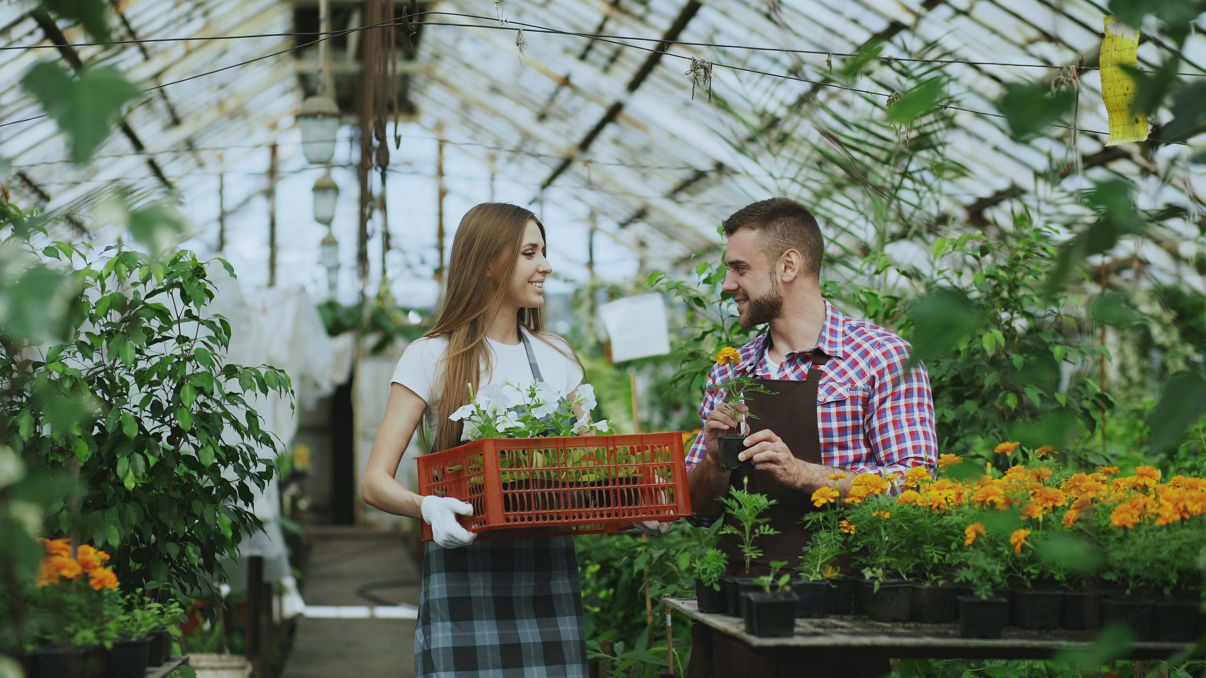 Rows of plants in a large commercial greenhouse