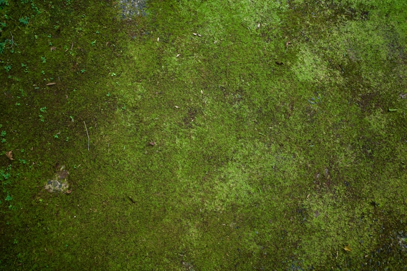 ピートモスの使い方｜観葉植物への配合割合・メリット・デメリット・代替素材まで