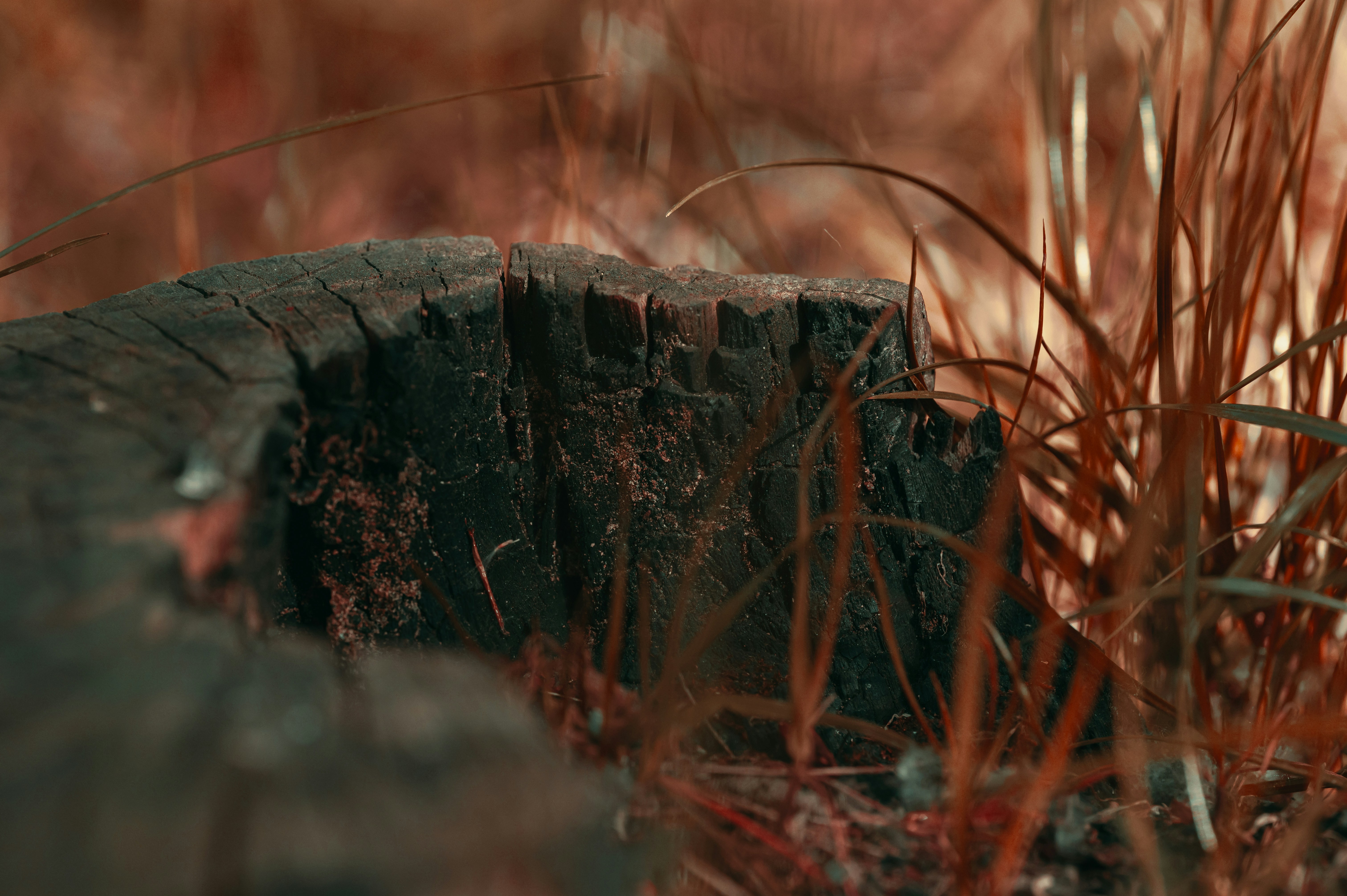 Close-up of a weathered tree stump with dry grass