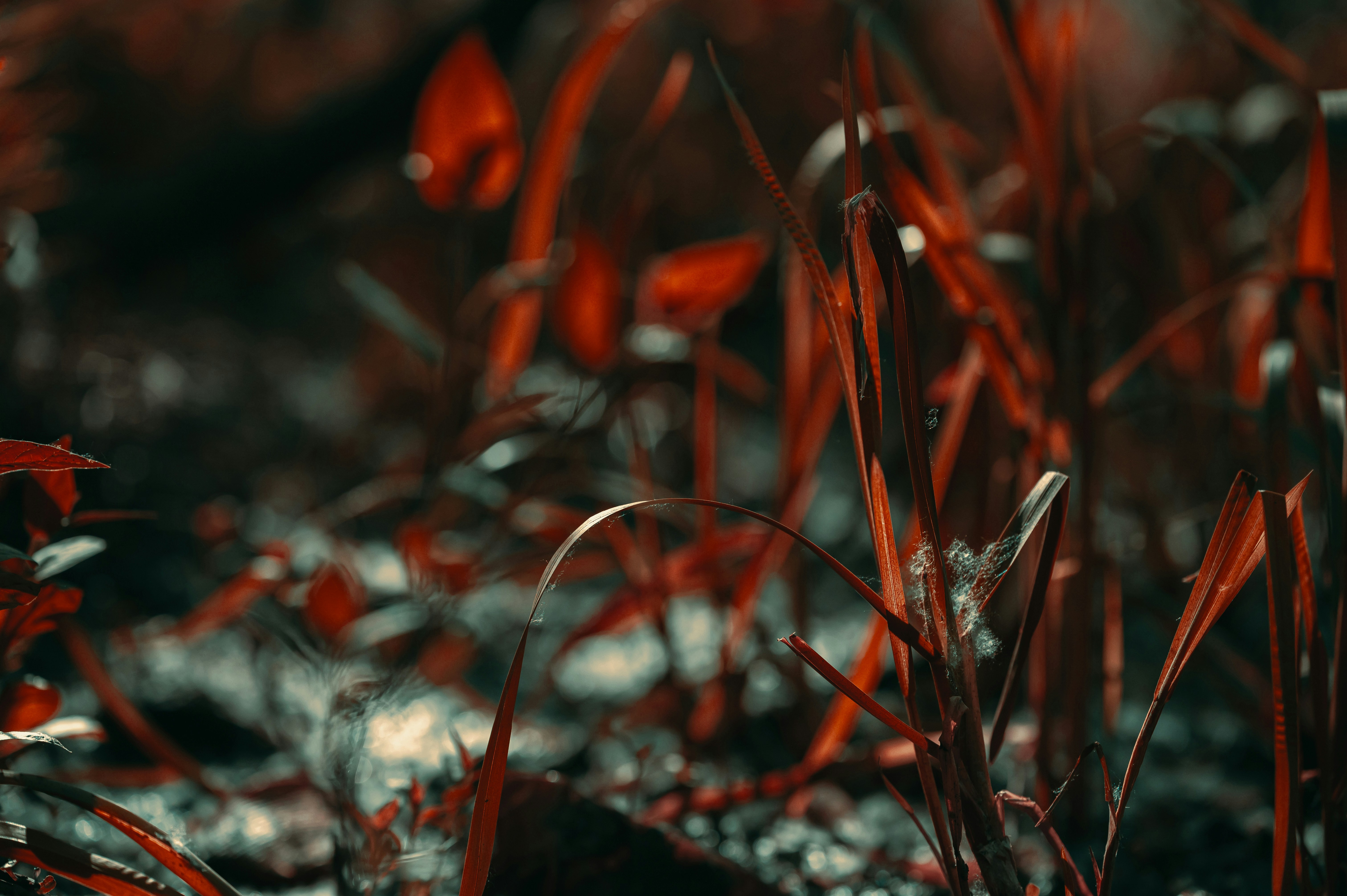 Photo by volodymyr_leush