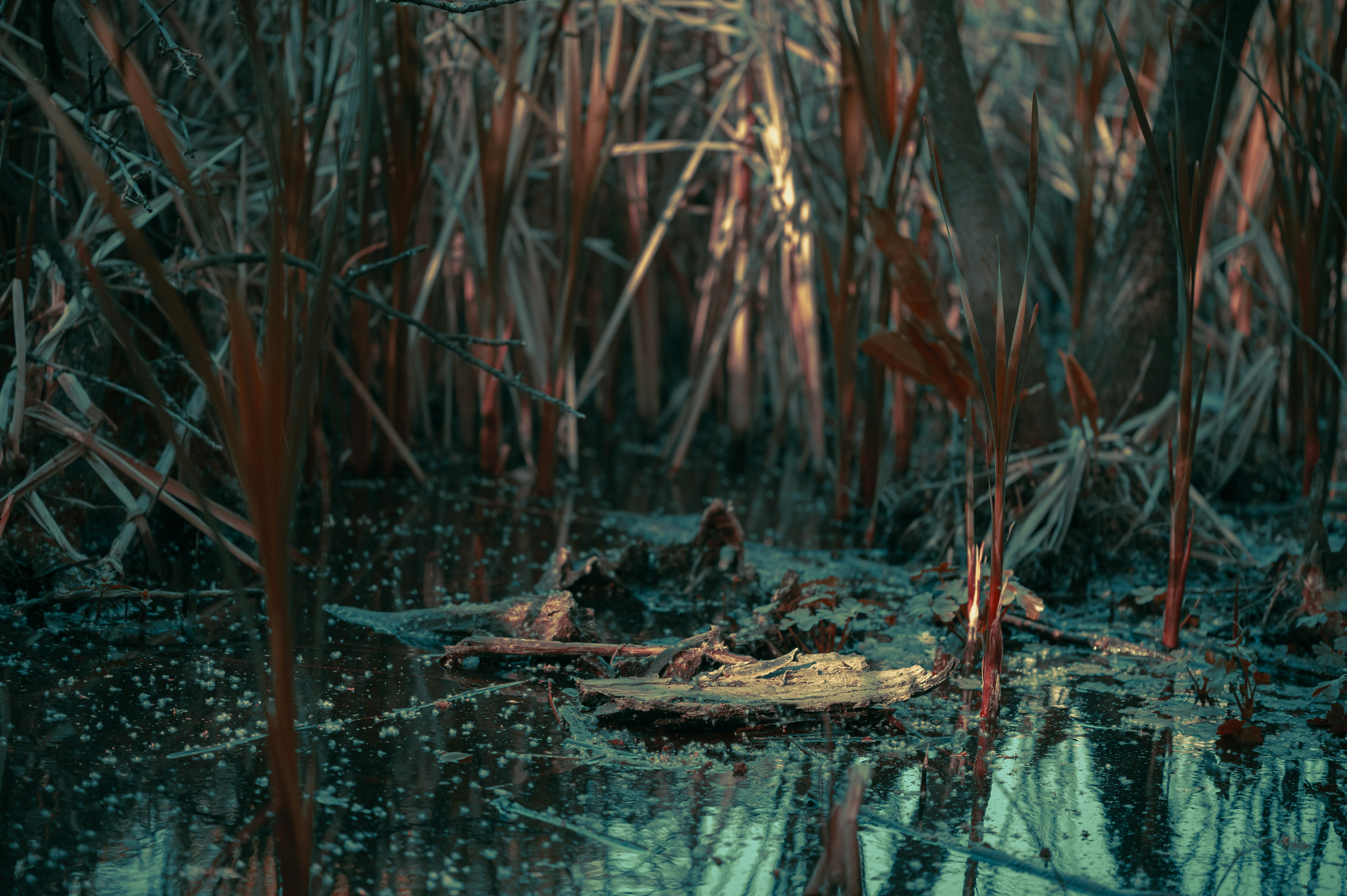 Photo by volodymyr_leush