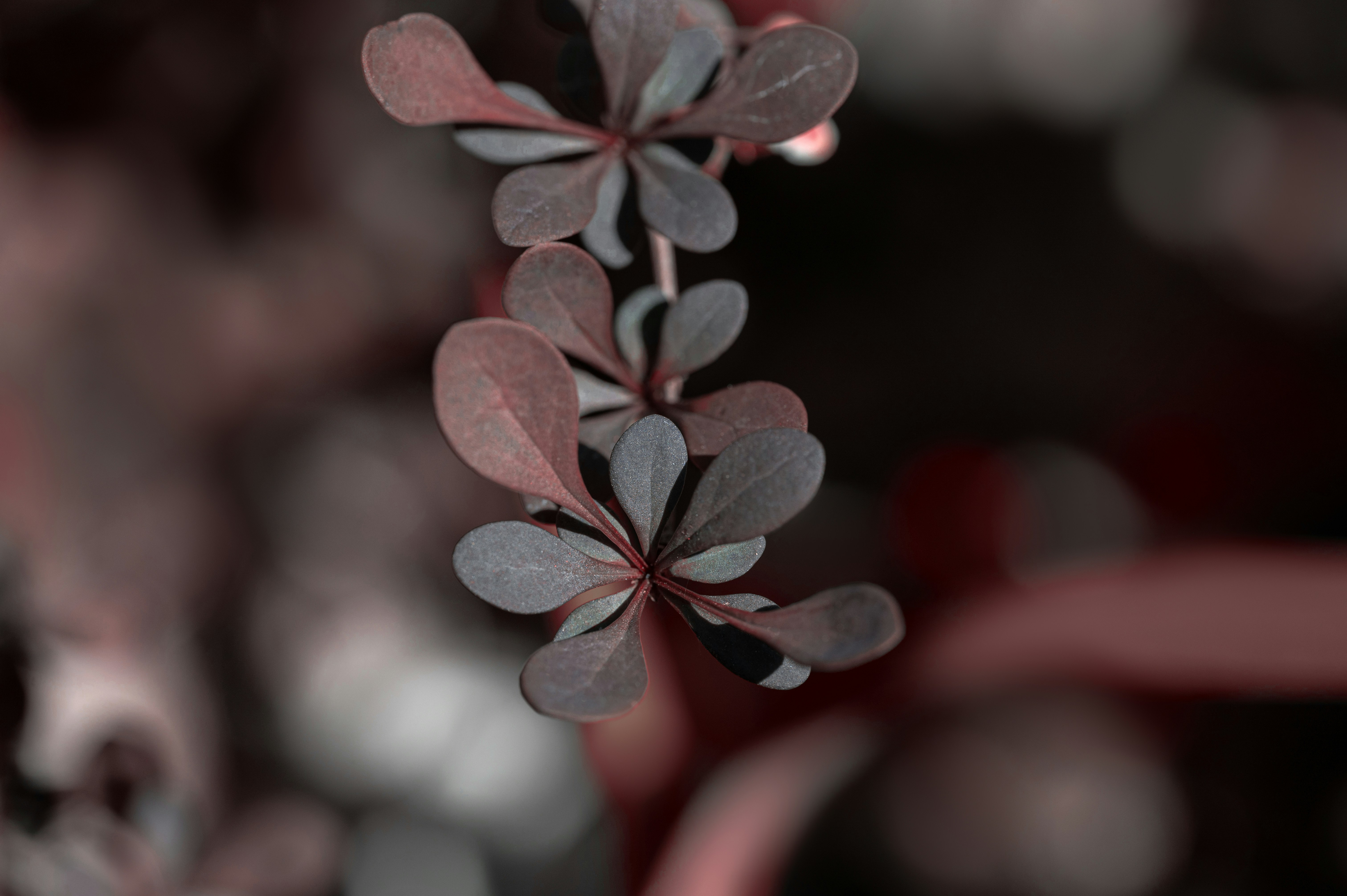 Photo by volodymyr_leush