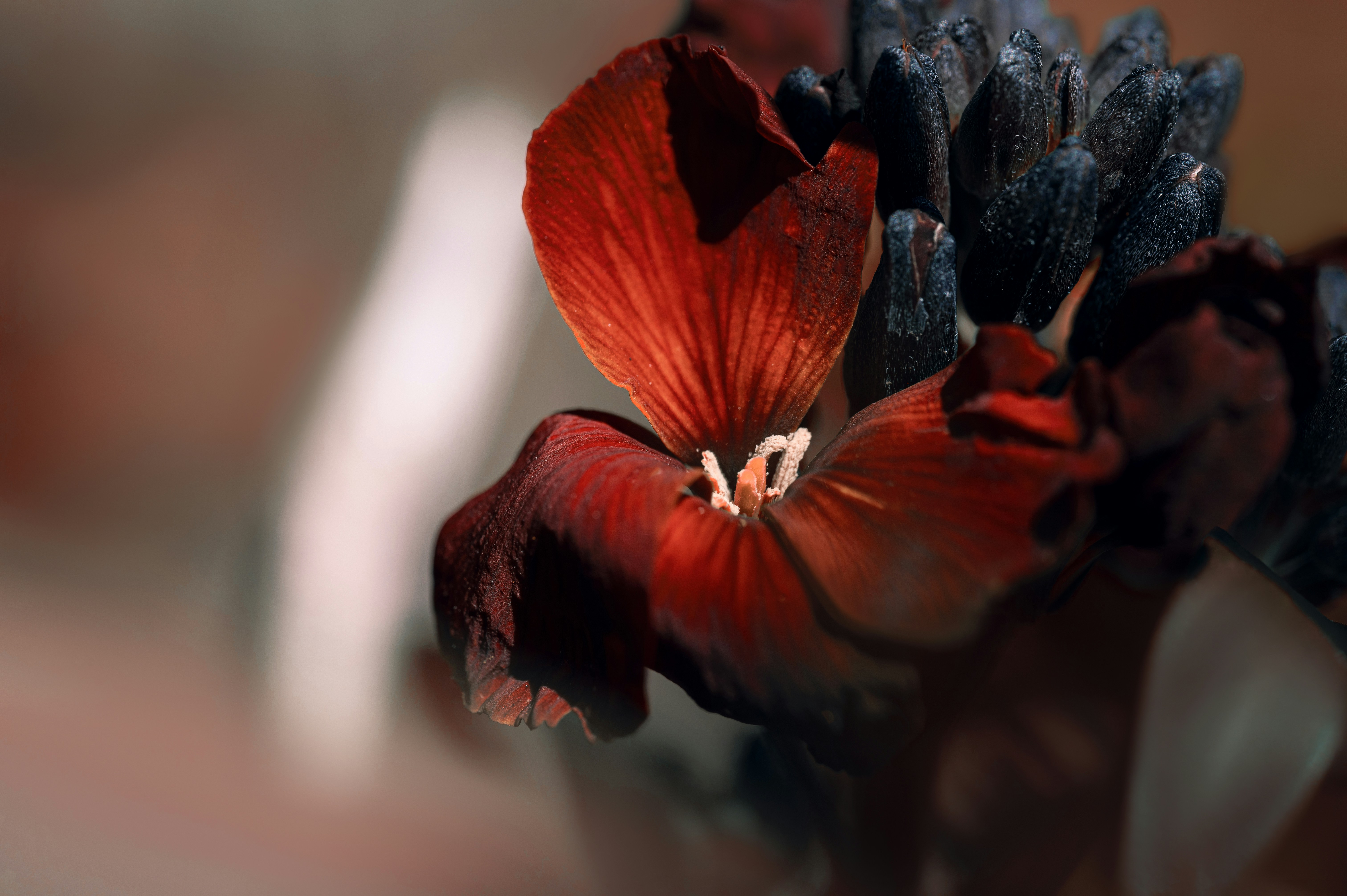 Close-up of a dark red flower with blurred background.