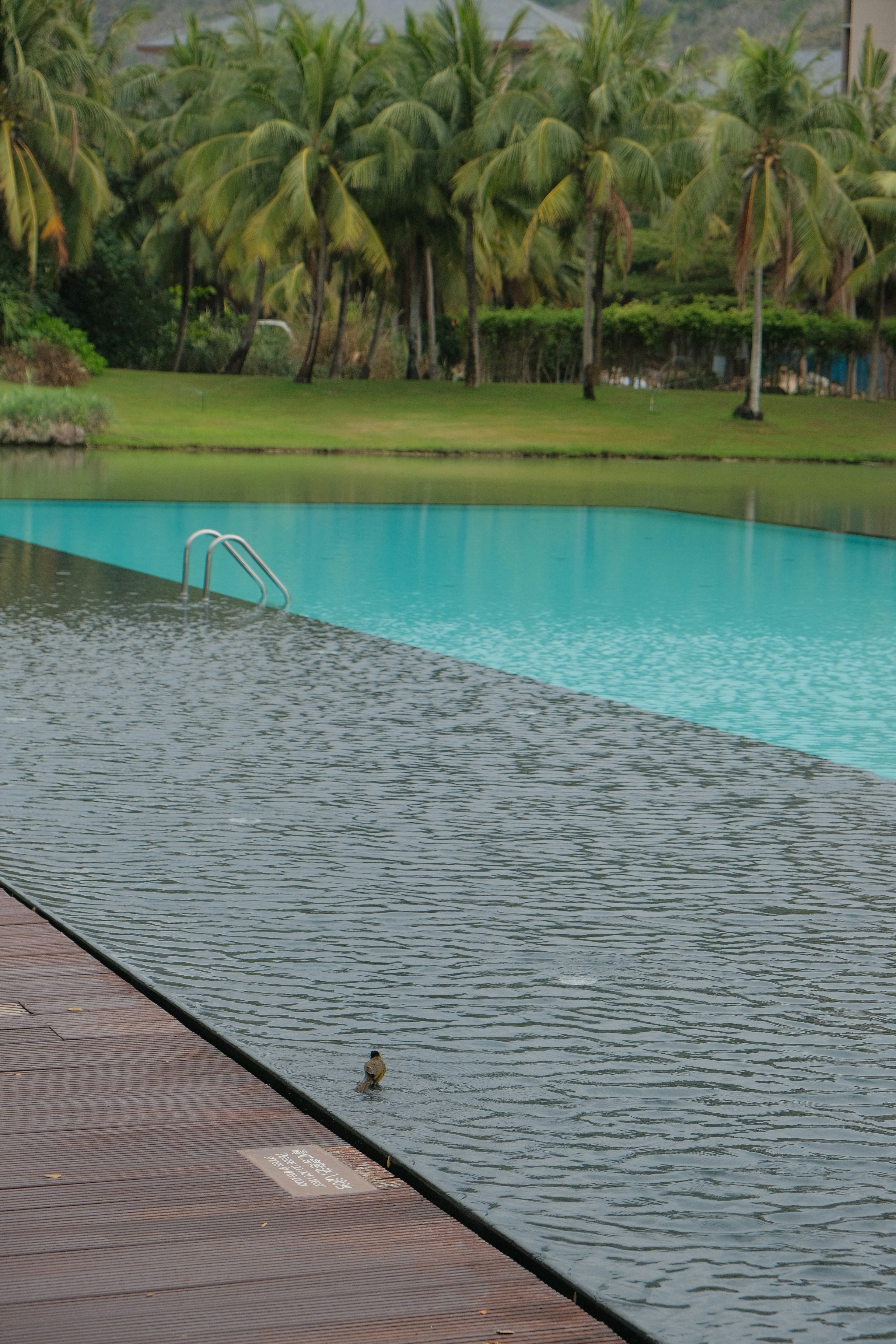 A small bird stands on the edge of a pool.