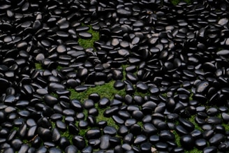 Smooth black pebbles scattered on green moss