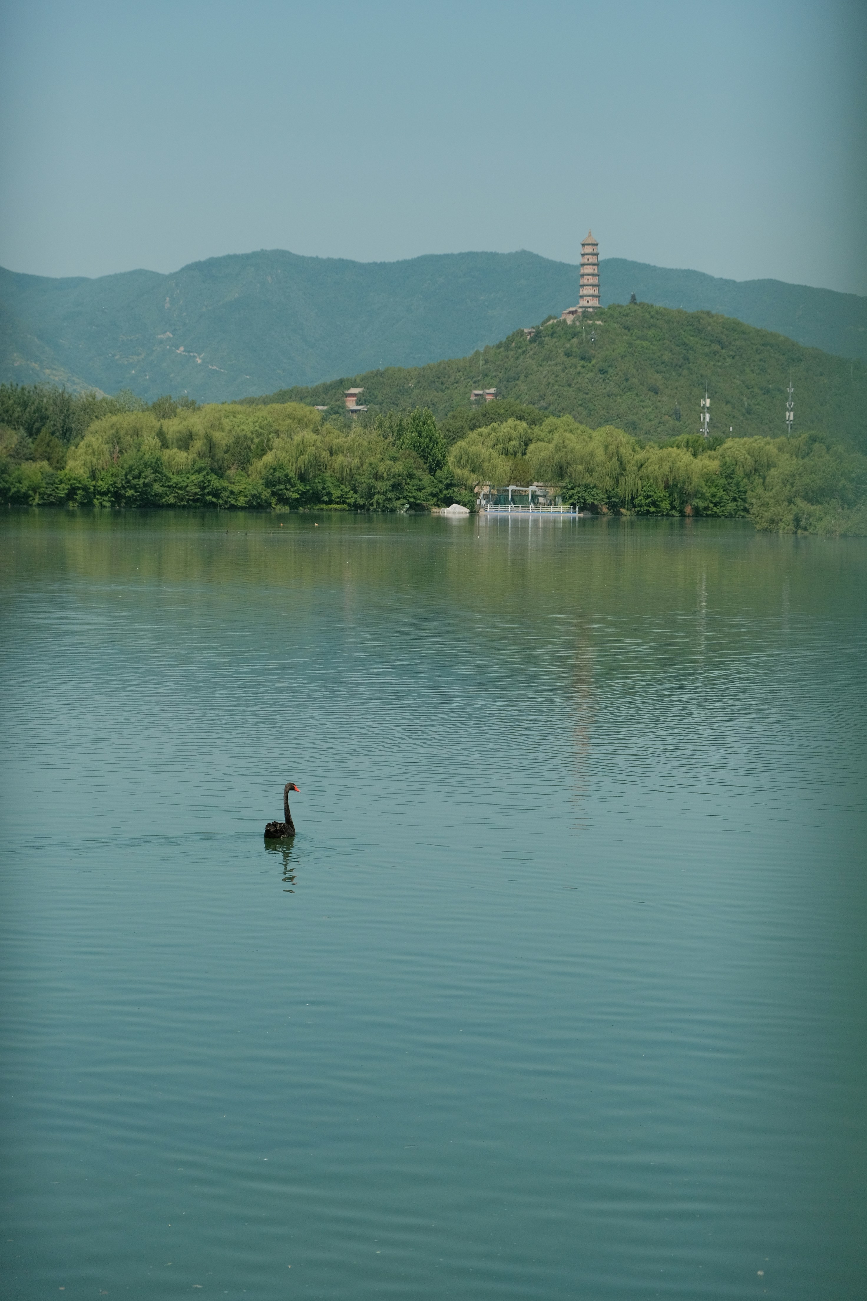 A single black swan swims on a calm lake.