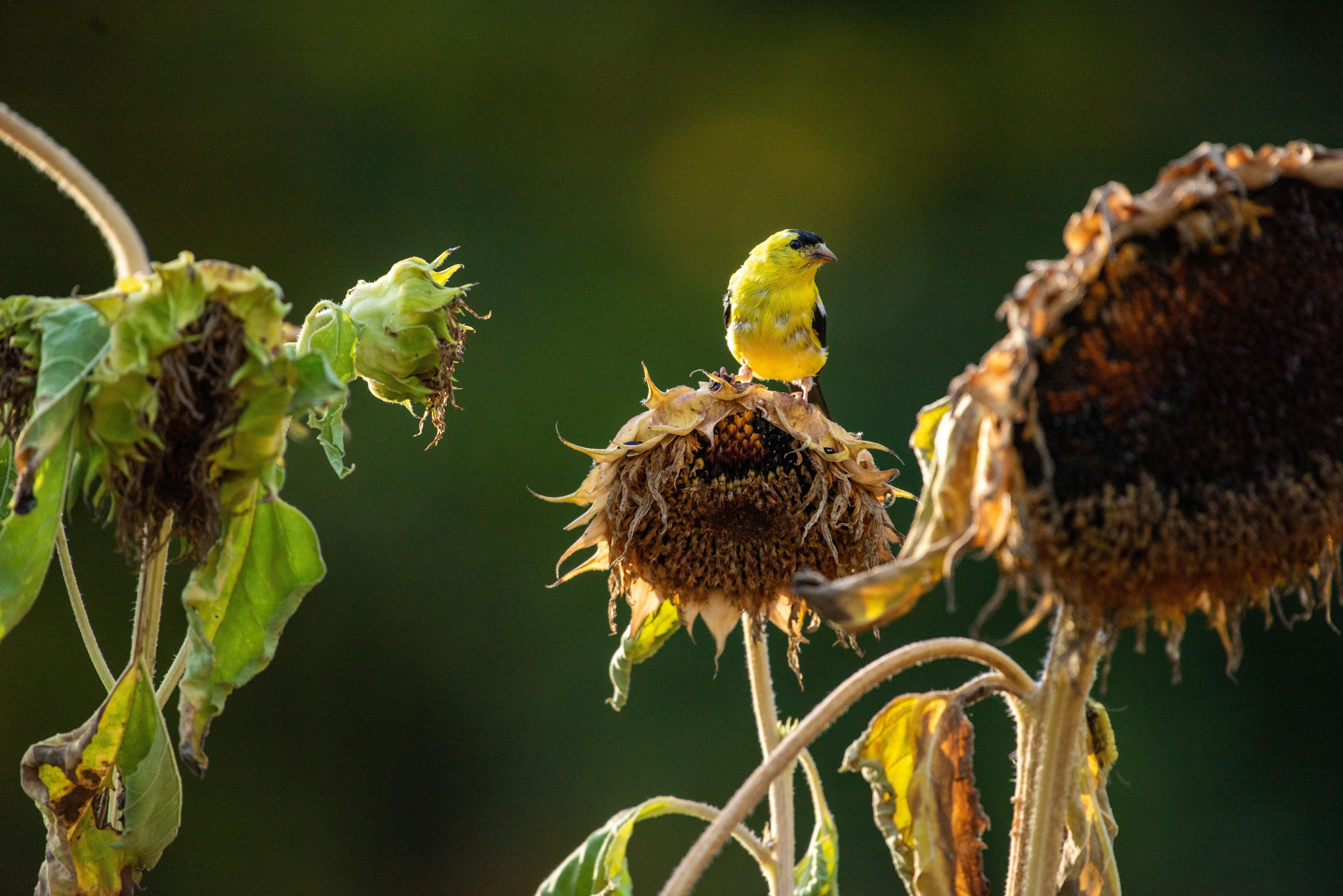 A yellow bird perched on a dried sunflower.