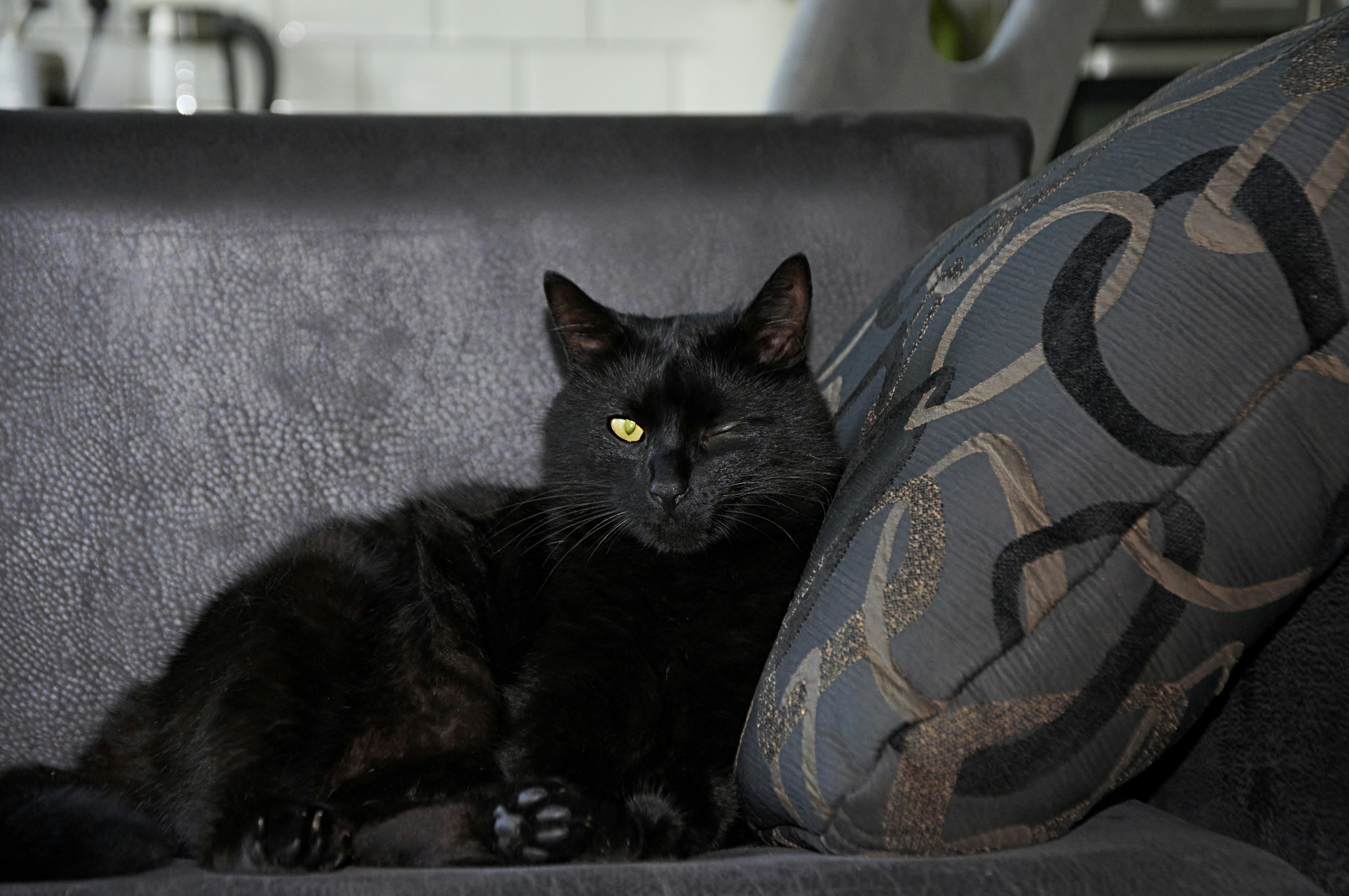 A one-eyed black cat rests on a sofa.