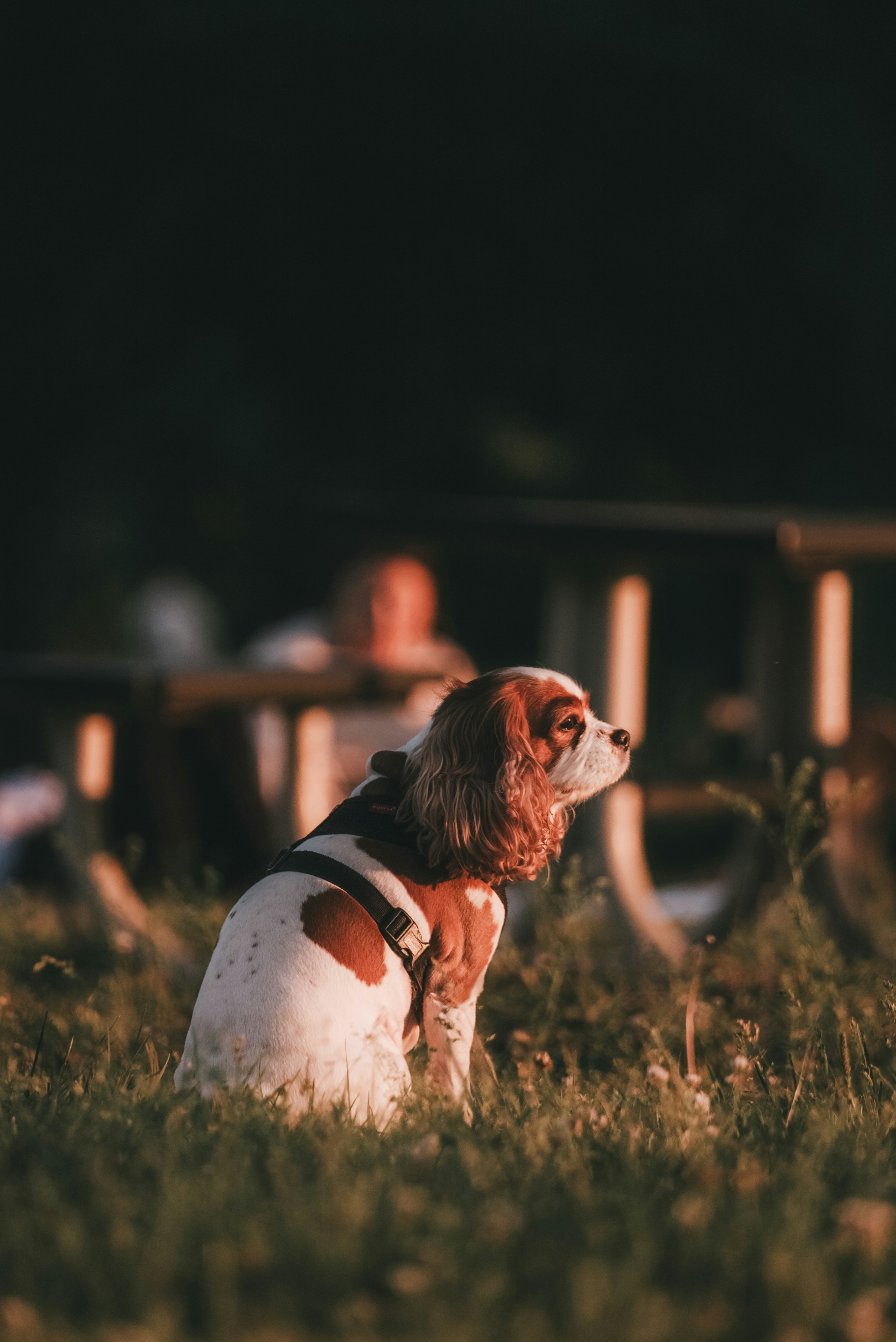 Un cavalier king charles spaniel si siede nell'erba al tramonto.